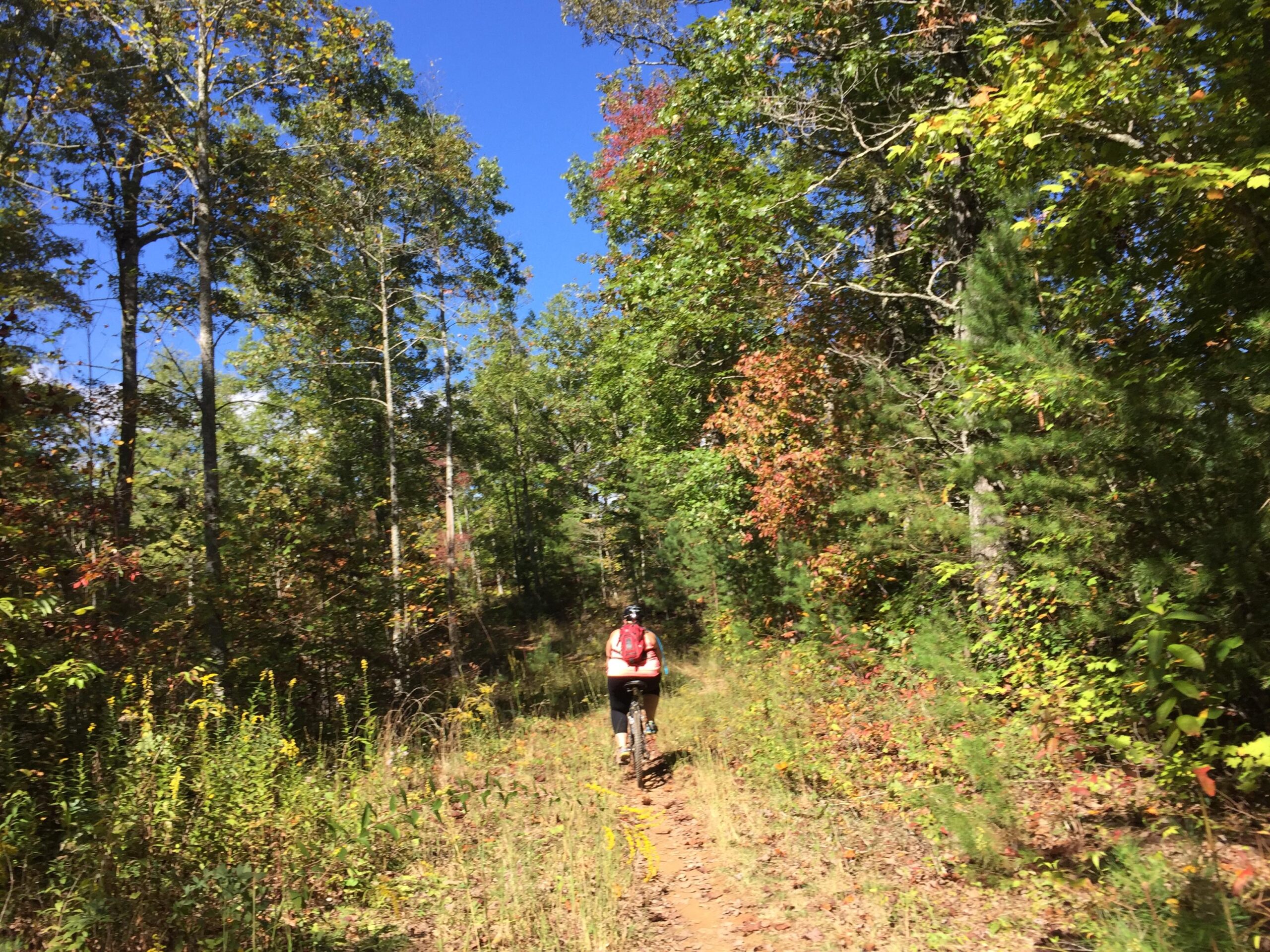 A person biking along a narrow dirt path surrounded by lush greenery and trees, with bright blue skies above and hints of fall colors in the foliage. Tsali Recreation Area mountain bike trail.