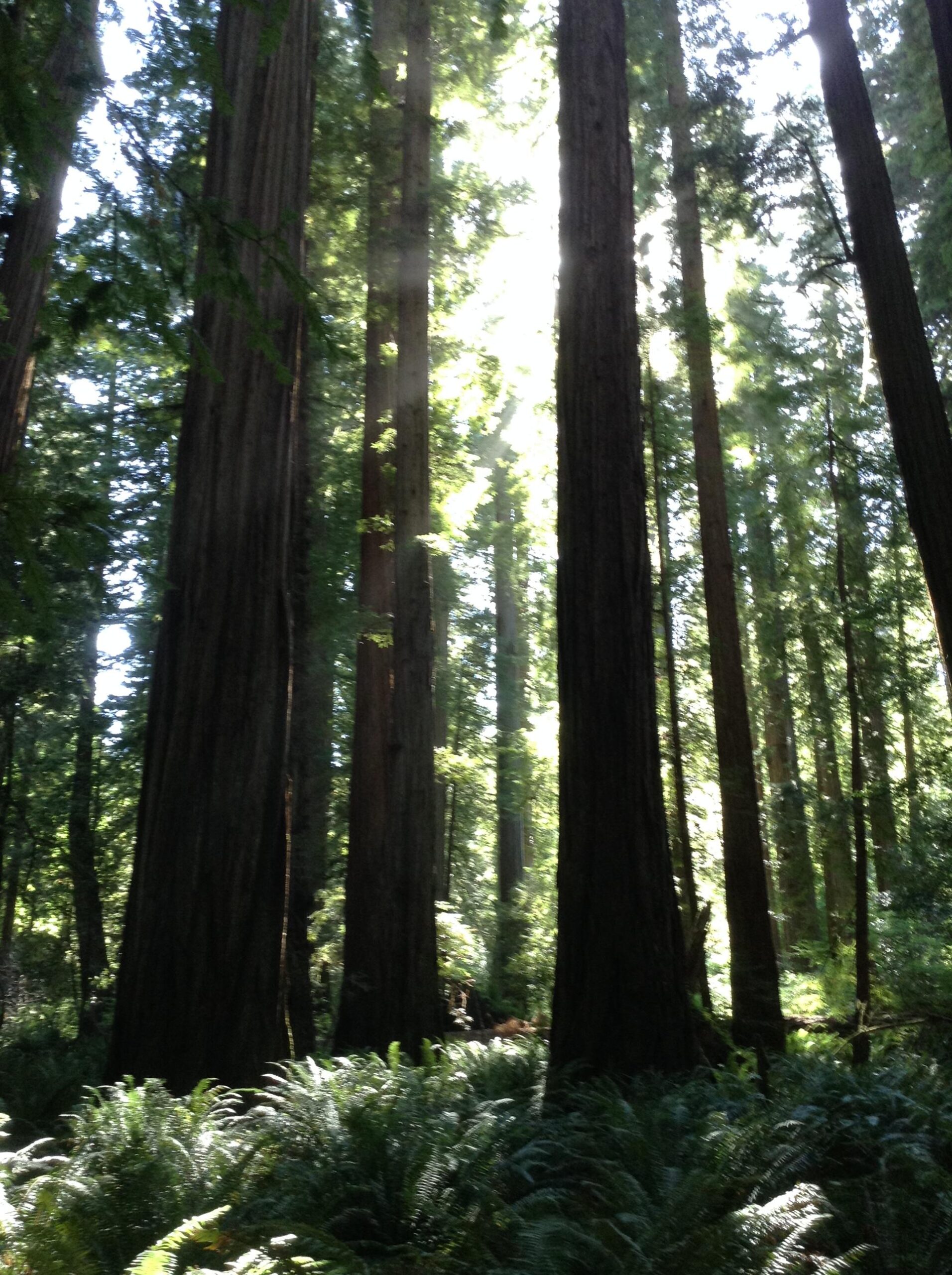 A serene forest scene featuring tall redwood trees, with sunlight filtering through the canopy, casting dappled light on the lush green ferns below. Smith River Trails mountain bike trail.