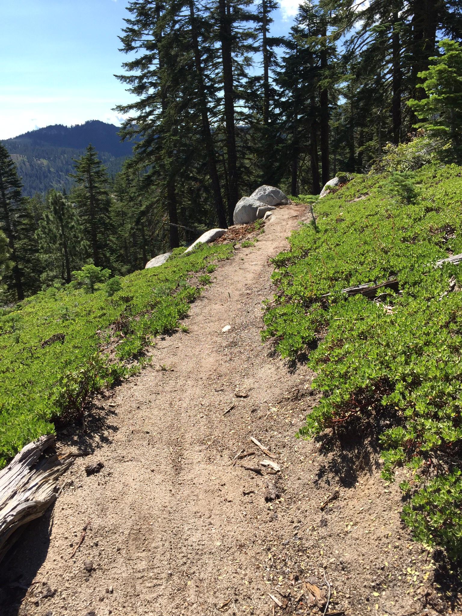 A narrow dirt path through a forest, flanked by green shrubs and small rocks, leading towards a mountain vista in the distance under a blue sky with scattered clouds. Tall pine trees line the sides of the trail. Tahoe Rim Trail: Tahoe Meadows to Tunnel Creek Road / Flume Trail mountain bike trail.