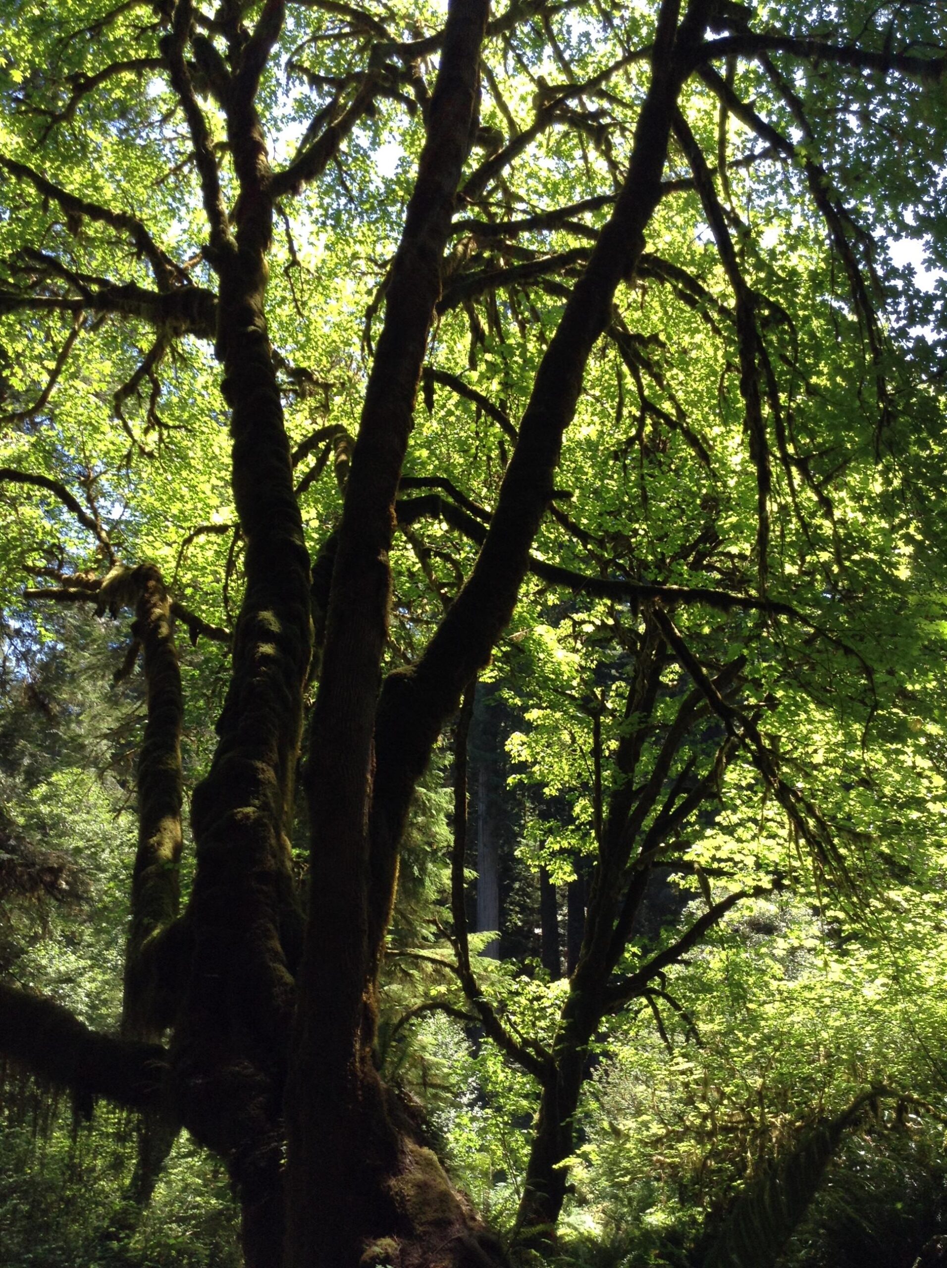 A close-up view of a lush, green forest scene featuring tall trees with thick, moss-covered trunks and an abundance of vibrant green leaves. Sunlight filters through the canopy, creating patterns of light and shadow. The background includes more trees and foliage, enhancing the natural beauty of the environment. Smith River Trails mountain bike trail.