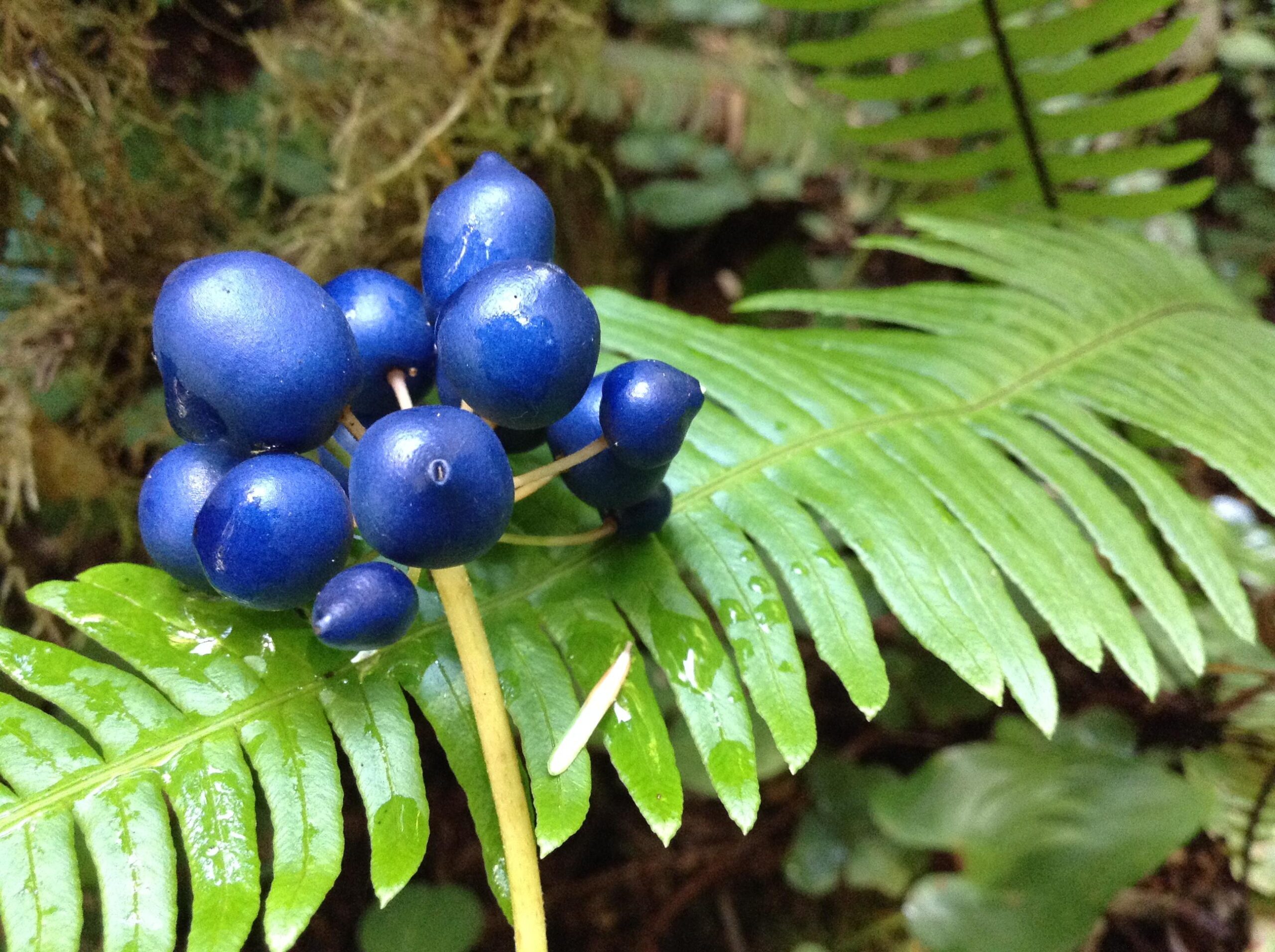 A close-up image of a cluster of vibrant blue berries resting on a green fern leaf, with a blurred natural background. Some berries appear shiny with droplets of water, adding a fresh look to the scene. Smith River Trails mountain bike trail.
