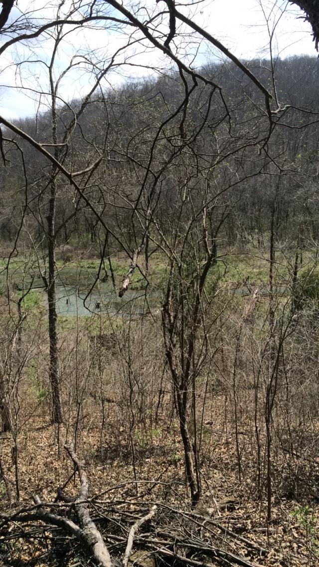 A dense, wooded area with bare trees and dry foliage, showcasing a small, green pond in the distance surrounded by natural vegetation. The scene is set against a backdrop of rolling hills under a partly cloudy sky. Lost Valley mountain bike trail.