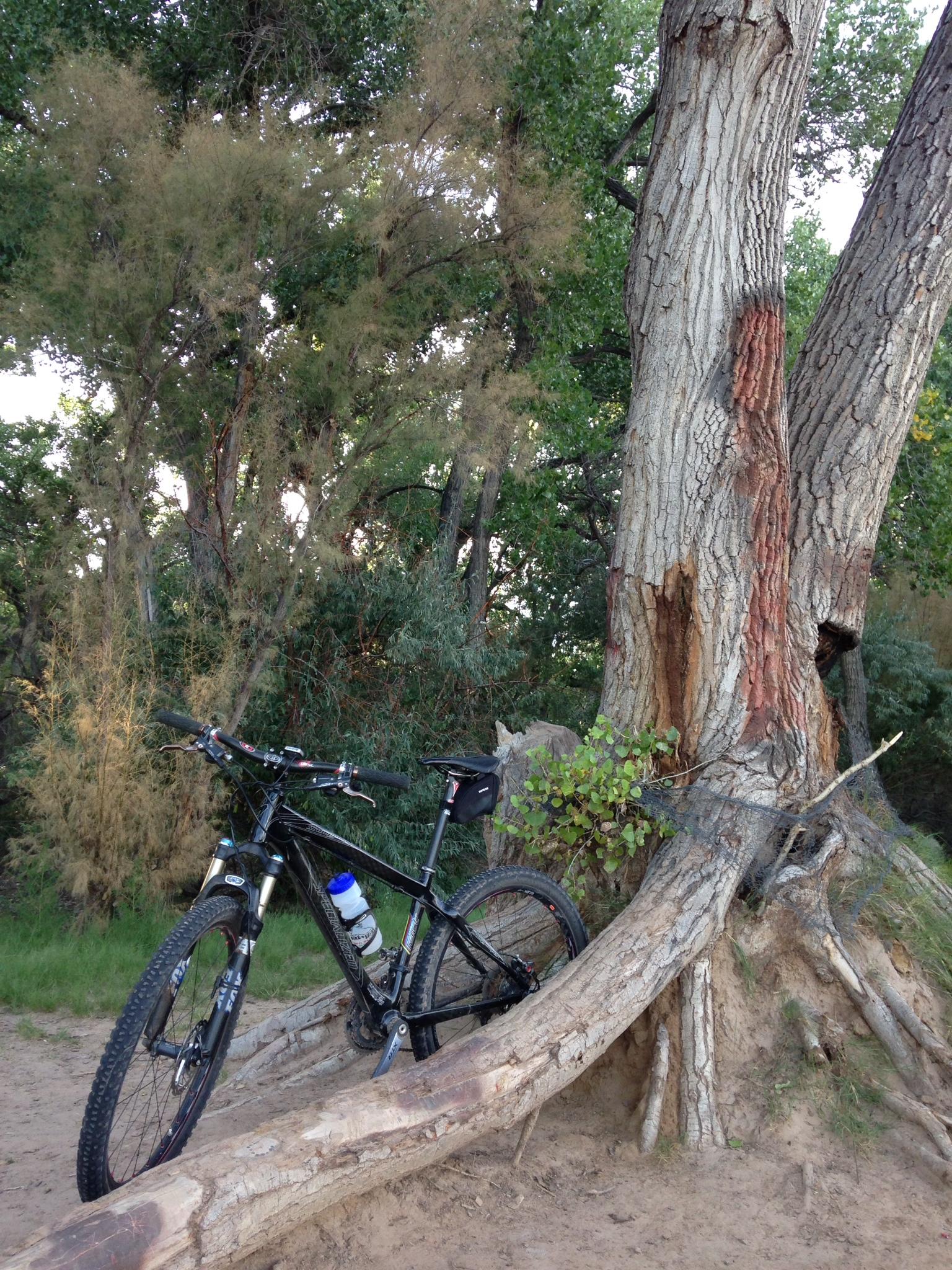 A black mountain bike is resting against a large, textured tree with a broad trunk and exposed roots, surrounded by greenery and sandy ground. The bike features a water bottle mounted on the frame and a small pouch attached to the seat. Albuquerque Bosque mountain bike trail.