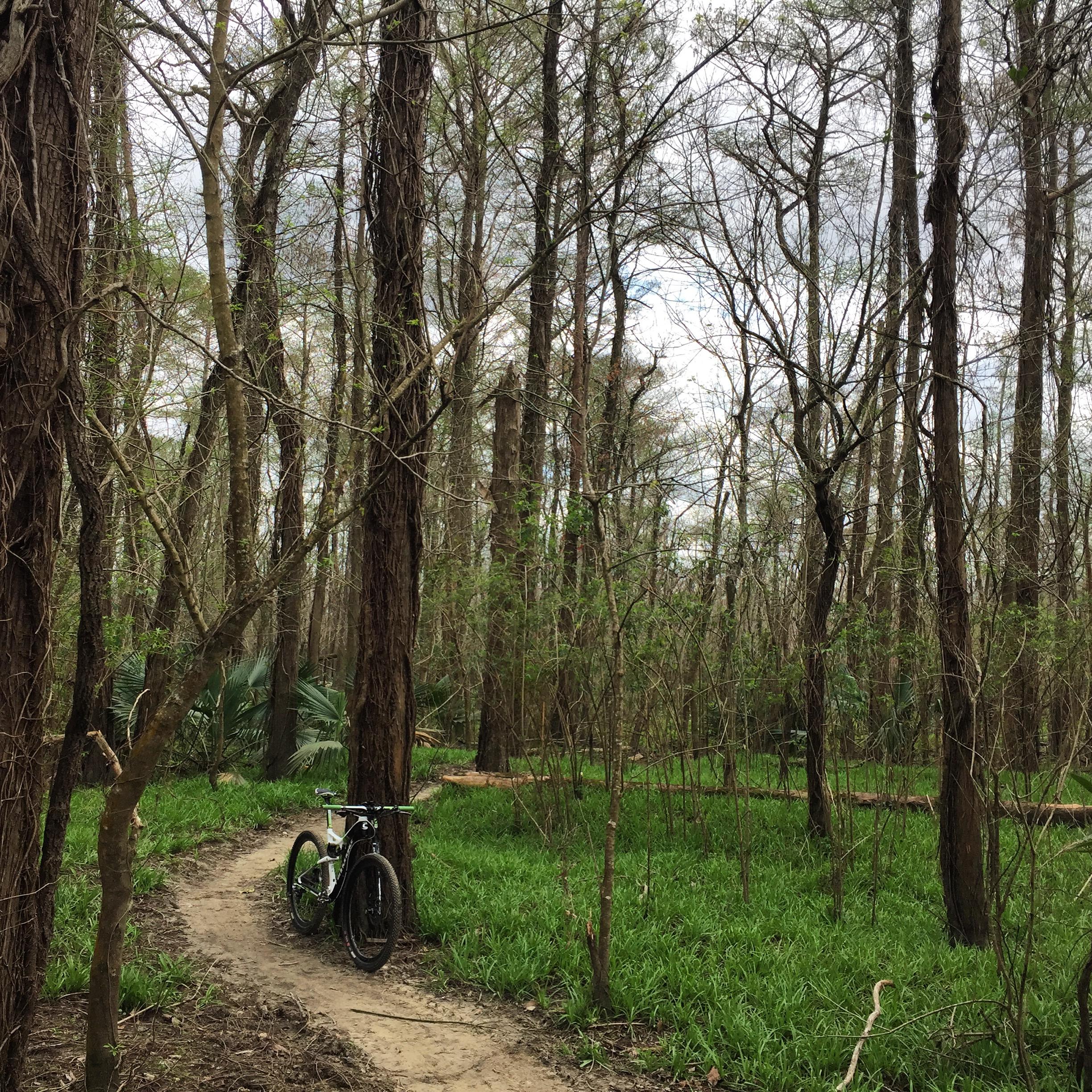 A mountain bike leaning against a tree on a dirt path surrounded by tall, bare trees and lush green undergrowth in a forested area. The sky is overcast, creating a calm and serene atmosphere. Bonnet Carre Spillway Trail mountain bike trail.