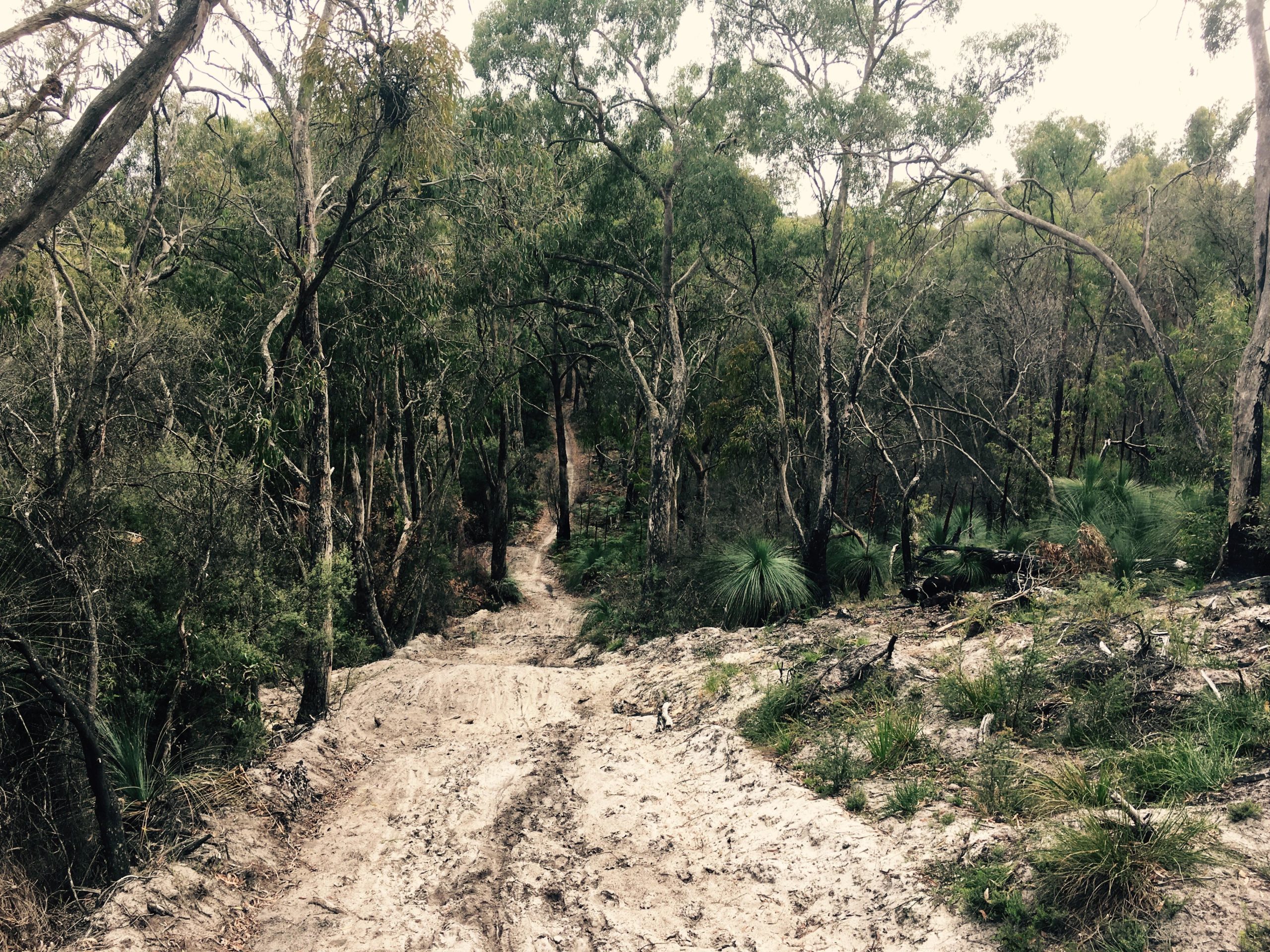 A winding dirt path through a dense forested area, featuring a variety of trees and underbrush. The path is slightly muddy and flanked by green vegetation, with a sense of natural tranquility in the landscape. Forrest Mtb Trails mountain bike trail.