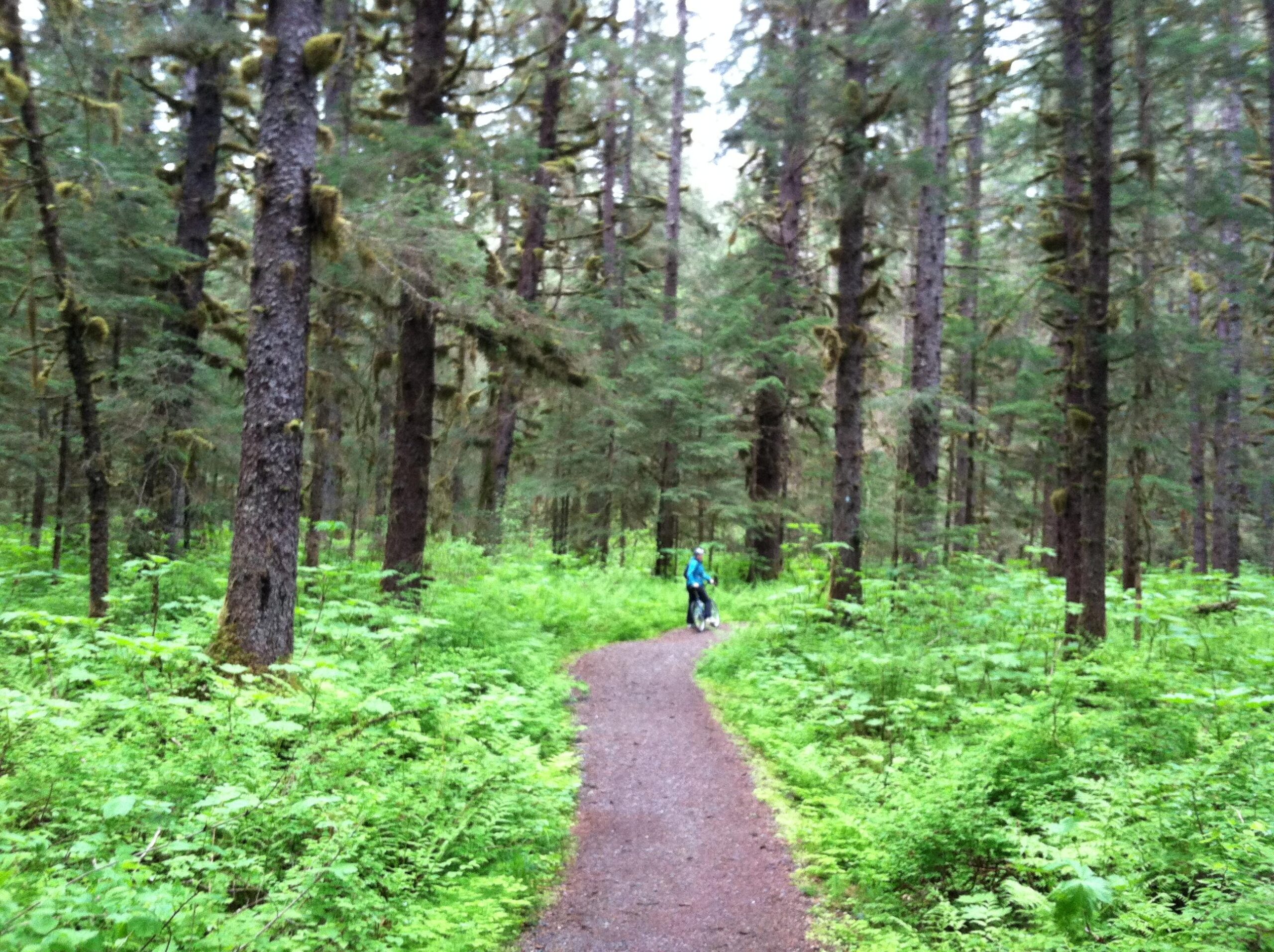 A winding dirt path through a lush green forest, flanked by tall trees and ferns. A person in a blue jacket stands on the path with a bicycle, surrounded by dense vegetation. Herbert Glacier Trail mountain bike trail.