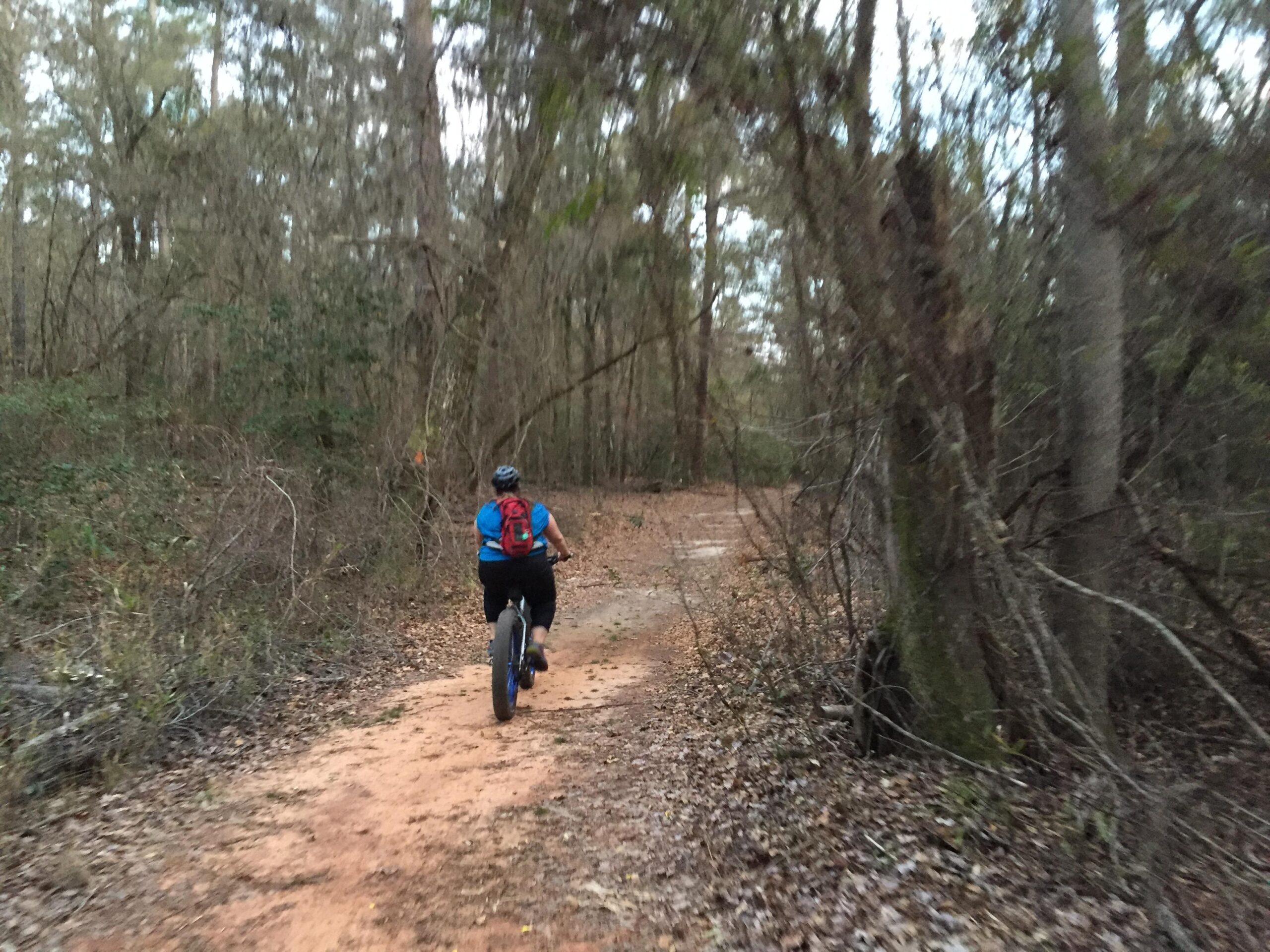 A person riding a fat bike down a sandy trail surrounded by trees and underbrush in a wooded area. The cyclist is wearing a blue shirt and a helmet, with a red backpack visible. The scene captures a serene outdoor setting, emphasizing nature and recreation. Poinsett State Park mountain bike trail.