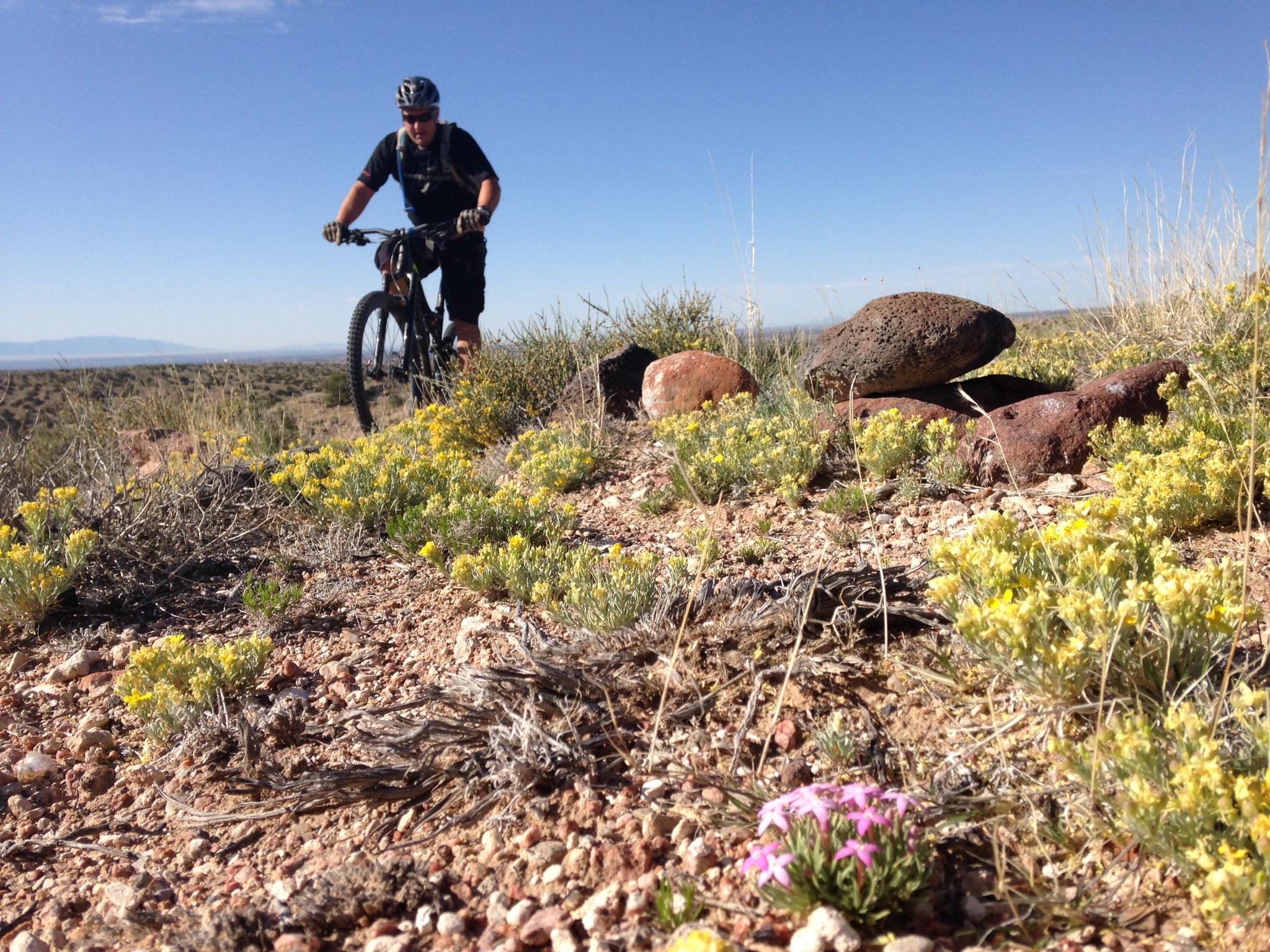 A mountain biker rides through a desert landscape, surrounded by patches of yellow wildflowers and scattered rocks. The sky is clear and blue, with distant mountains visible in the background. The foreground features close-up views of blooming plants among the rocky terrain. Albuquerque Bosque mountain bike trail.