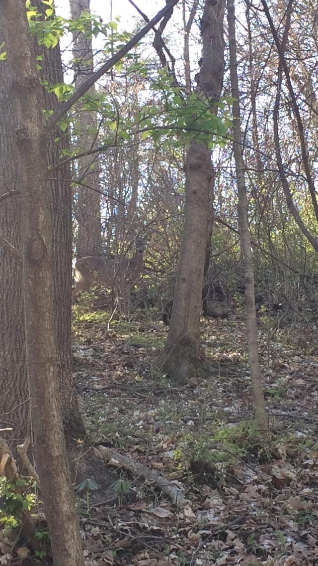 A deer partially obscured by trees and underbrush in a forested area, with sunlight filtering through the leaves. Creve Couer Park mountain bike trail.