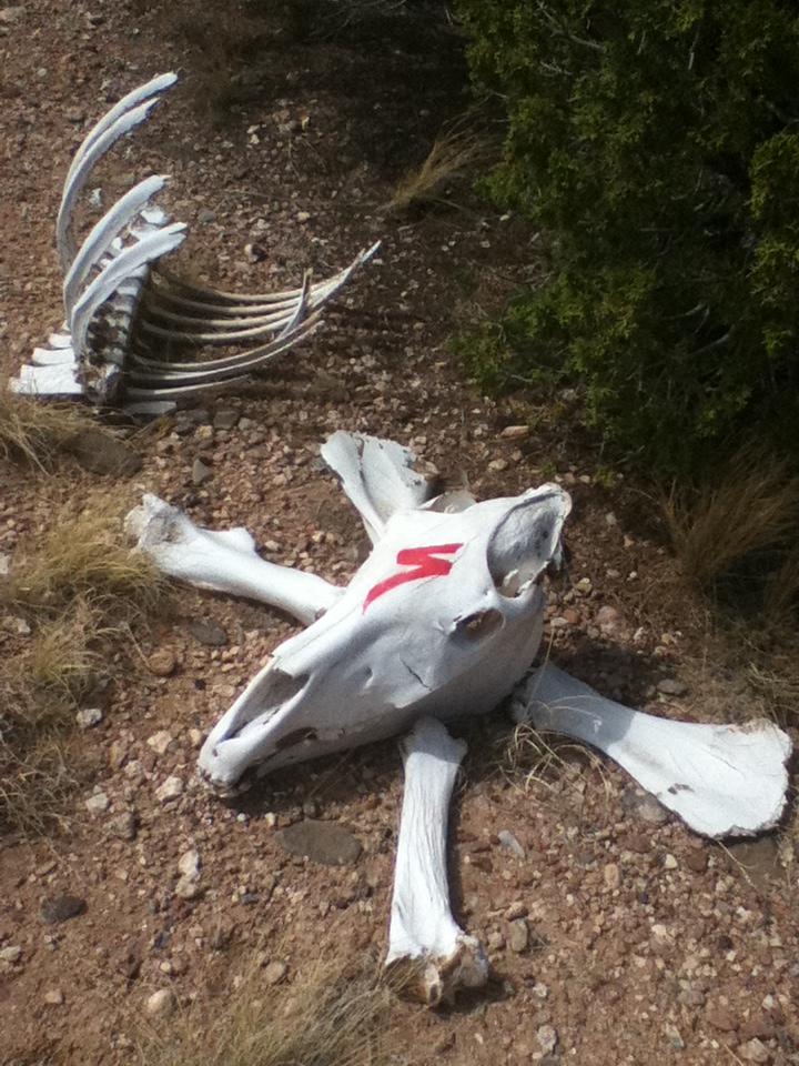 A close-up view of a bleached animal skull and rib bones lying on rocky ground, surrounded by sparse vegetation. The skull has a distinctive red mark and is partially buried in the earth.