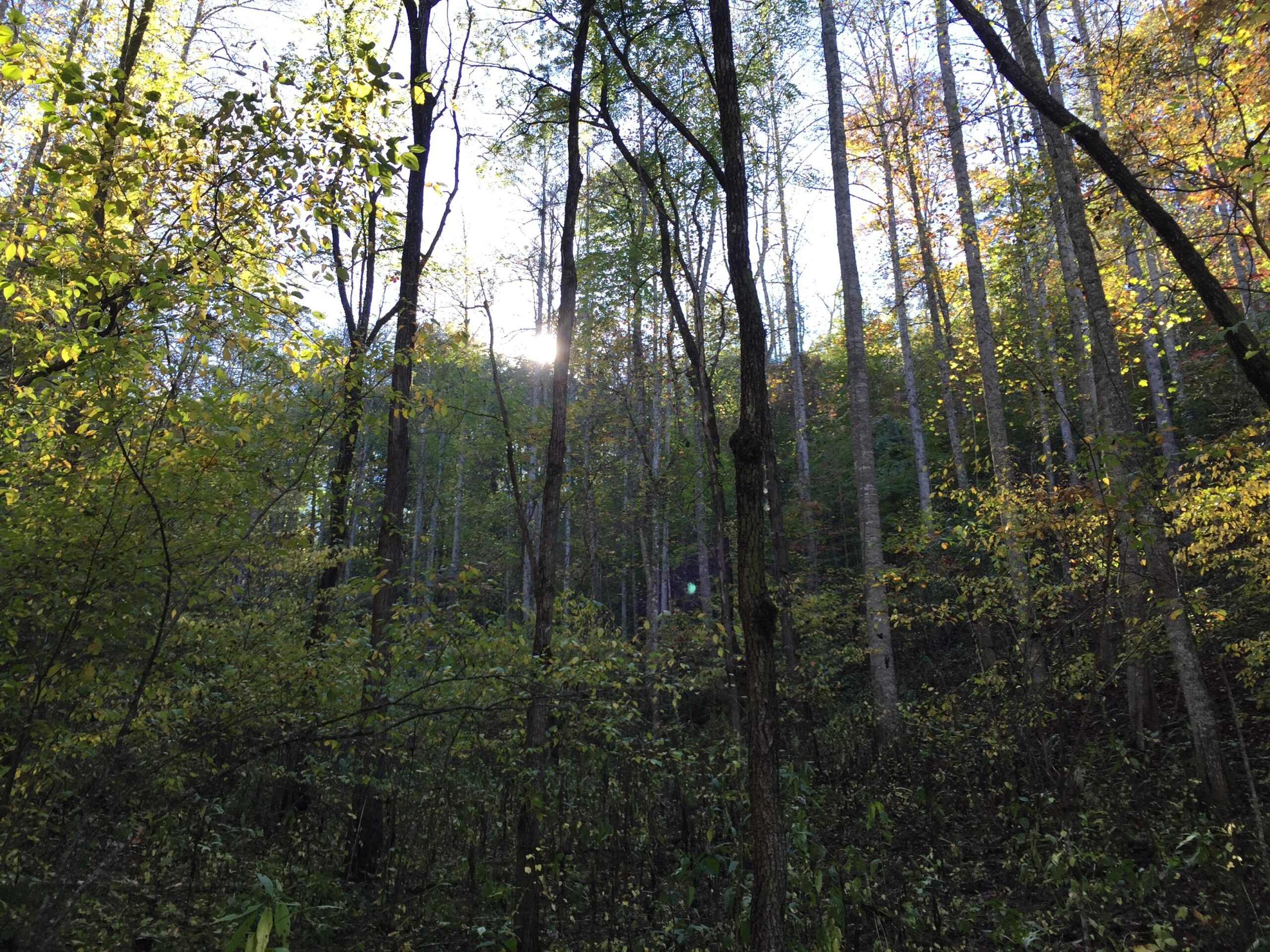 A serene forest scene featuring tall trees with green and golden leaves, softly illuminated by sunlight filtering through the canopy. The image conveys a peaceful, natural environment with a mixture of greenery and autumn colors. Tsali Recreation Area mountain bike trail.