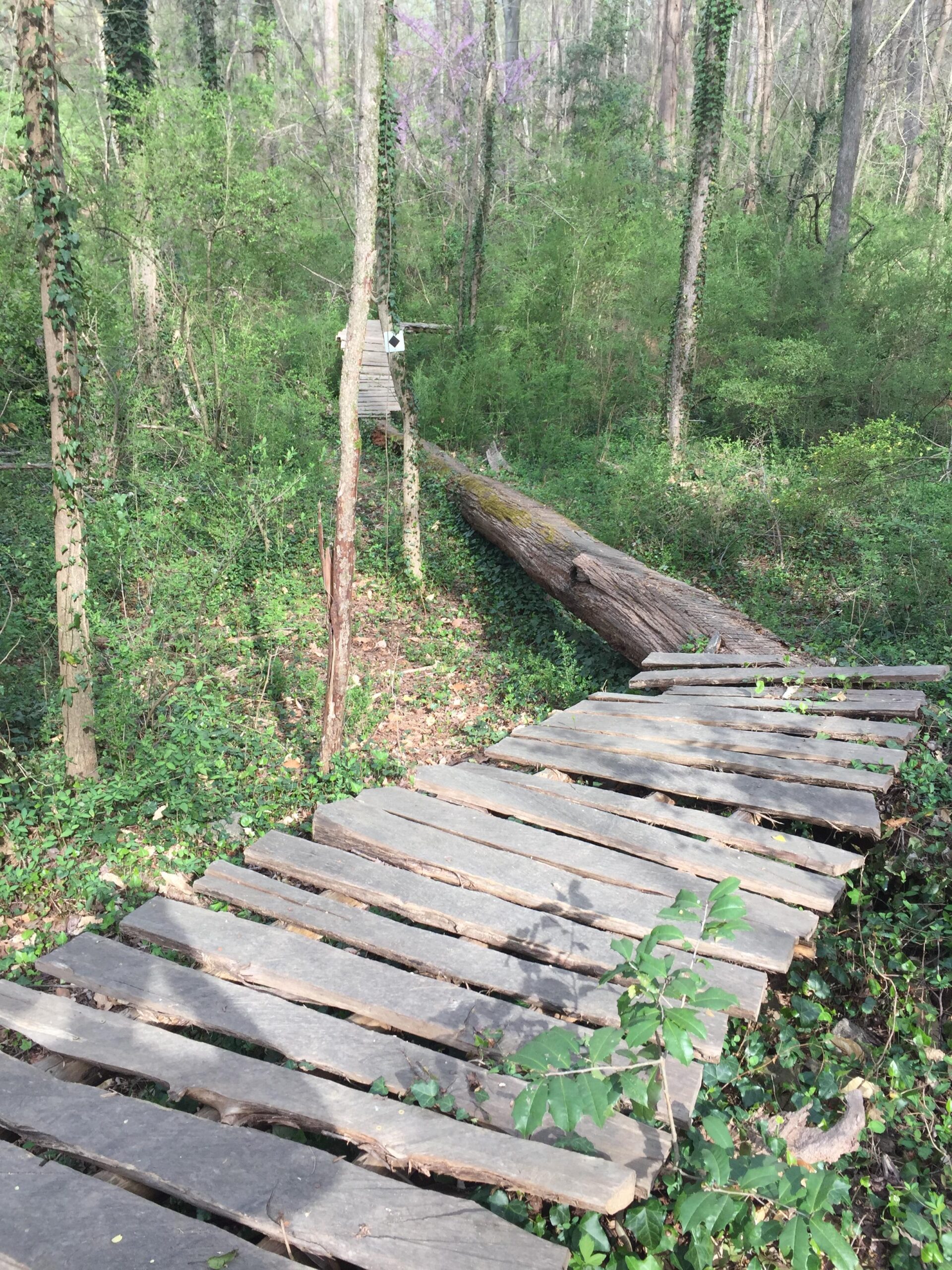A narrow wooden bridge made of planks crosses through a lush, green forest, with trees on either side covered in ivy and undergrowth. Sunlight filters through the canopy, illuminating parts of the path. A fallen log rests beside the bridge, adding to the natural setting. Back Yard Trails mountain bike trail.