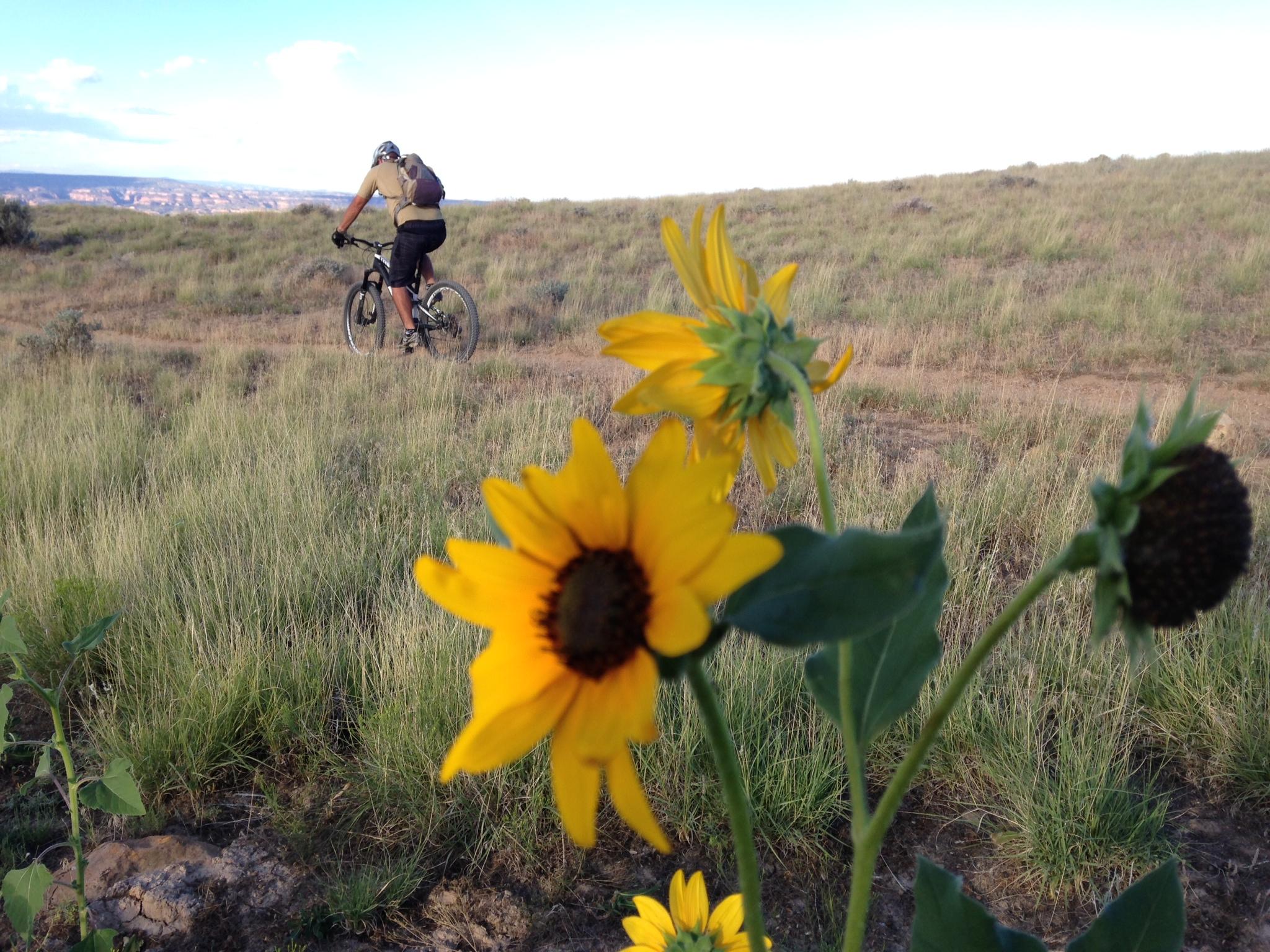 A mountain biker riding along a dirt path through a grassy landscape, with vibrant yellow sunflowers in the foreground under a blue sky. 18 Road Trails / North Fruita Desert mountain bike trail.