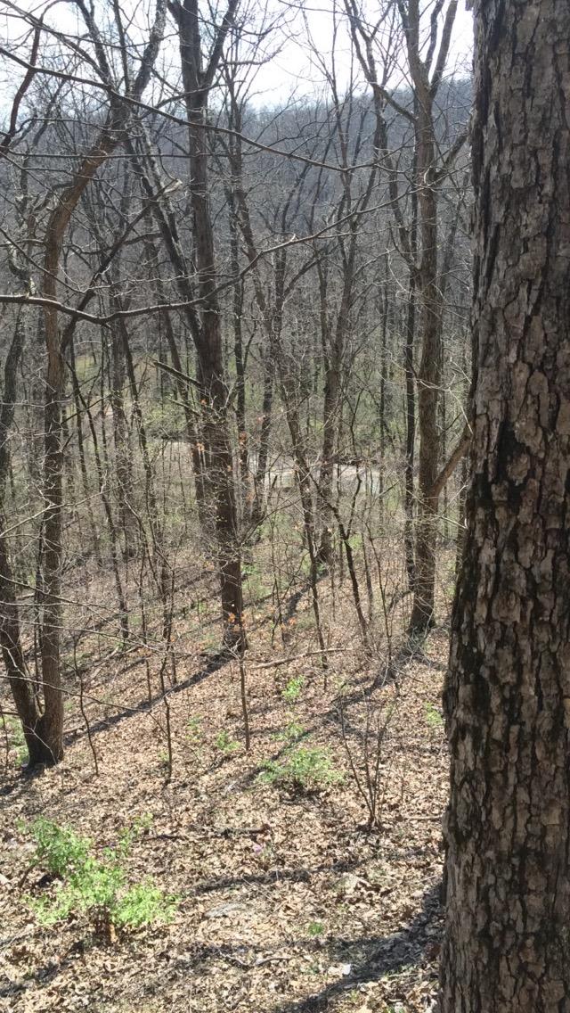 A forested landscape featuring bare trees and scattered green plants on the ground, with a glimpse of a winding creek in the background under a clear sky. The scene is situated in early spring, showcasing the transition of nature as it begins to awaken. Lost Valley mountain bike trail.