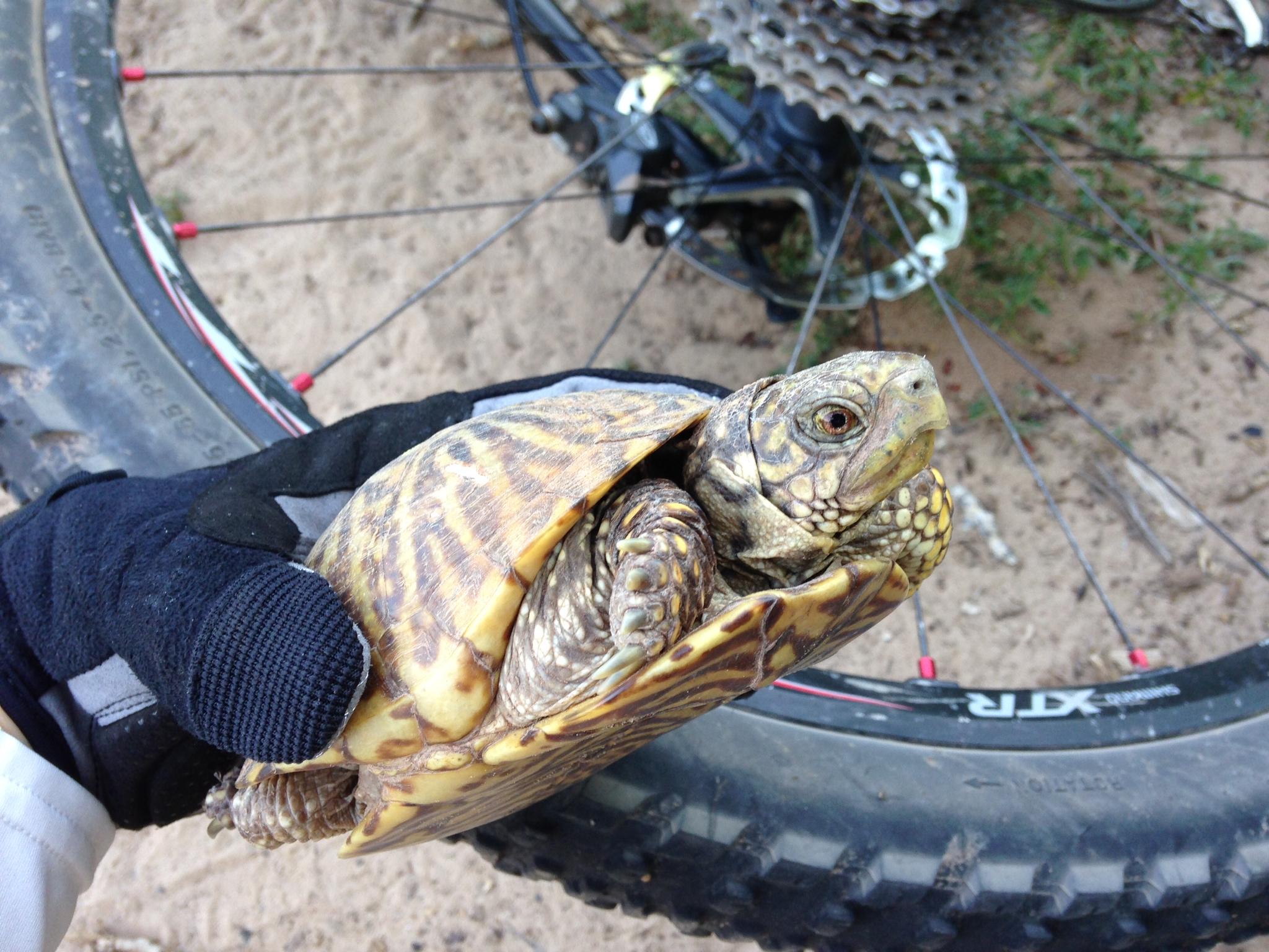 A close-up image of a turtle being held by a person wearing a black glove, with a bicycle wheel visible in the background. The turtle has a patterned shell and is facing the camera, set against a sandy ground. Albuquerque Bosque mountain bike trail.