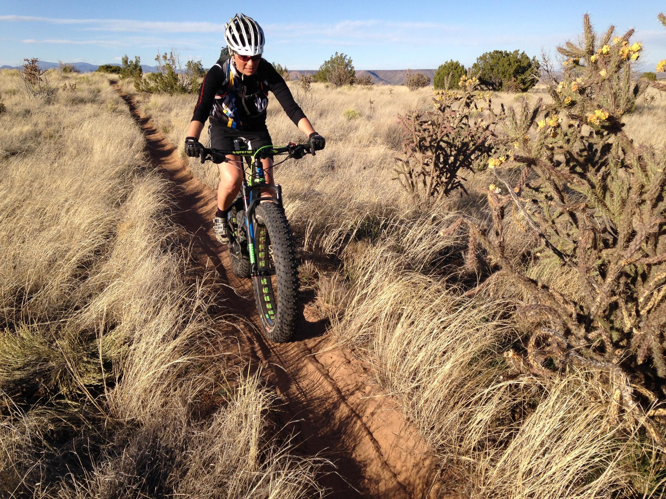 A person riding a fat tire bike on a narrow trail through tall, dry grass. Surrounding the trail are patches of desert vegetation, including cacti with yellow flowers, under a clear blue sky. Super Fat Bike Loop mountain bike trail.
