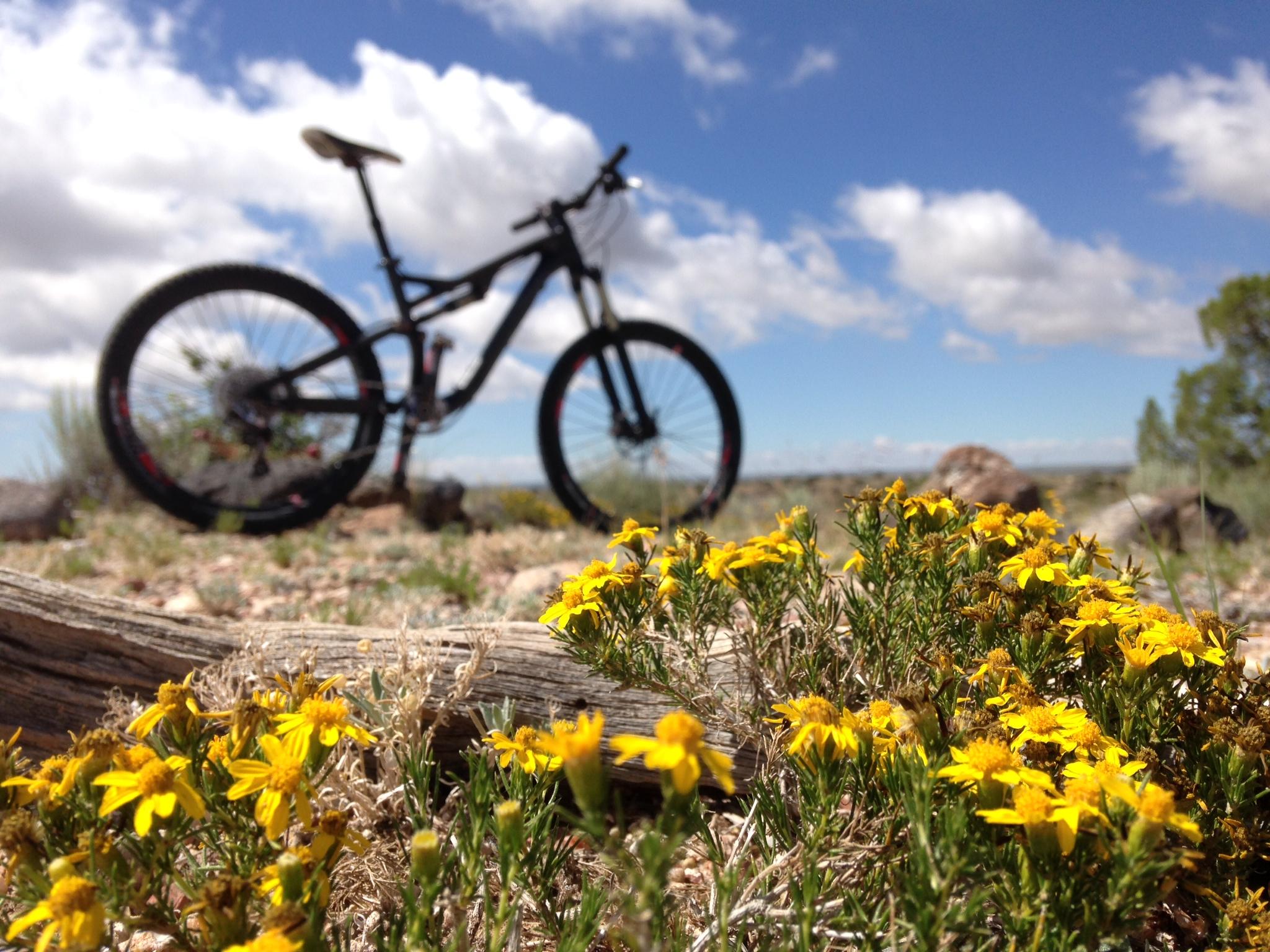 Specialized Stumpjumper FSR Expert: A mountain bike is positioned in the background, slightly out of focus, on a rocky terrain under a partly cloudy blue sky. In the foreground, vibrant yellow flowers are blooming, surrounded by green foliage and scattered stones. The scene captures a serene outdoor setting ideal for biking and nature.