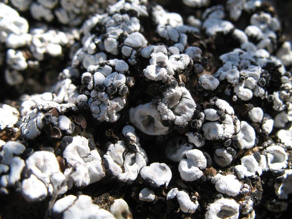 Close-up view of white and gray lichen growing on a dark, textured surface, showcasing a variety of shapes and sizes. White Ridge Bike Trails mountain bike trail.