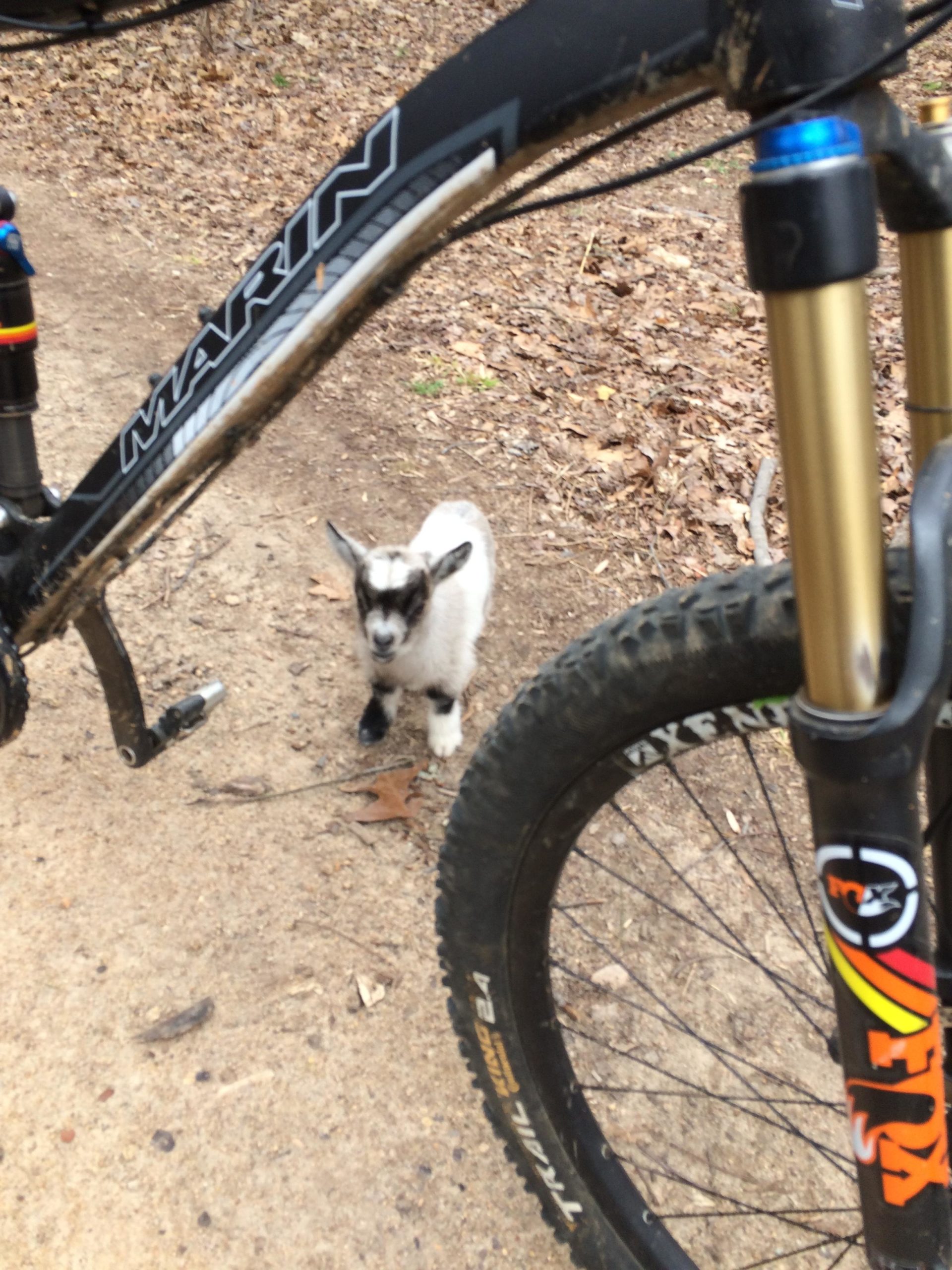 A small goat standing on a dirt path beside a mountain bike, with leaves scattered on the ground. The bike's frame is partially visible in the foreground, featuring the brand name "Marin." Rocky River Trail mountain bike trail.