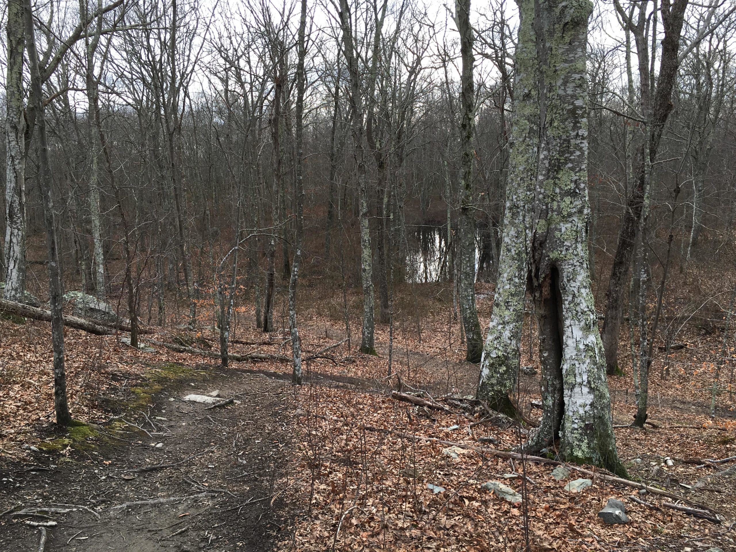A wooded area featuring leafless trees and a gravel path winding through the forest. In the background, a small body of water can be seen, surrounded by fallen leaves and scattered branches on the forest floor. The scene conveys a serene, natural environment. Village Park/ Abrams Rock mountain bike trail.