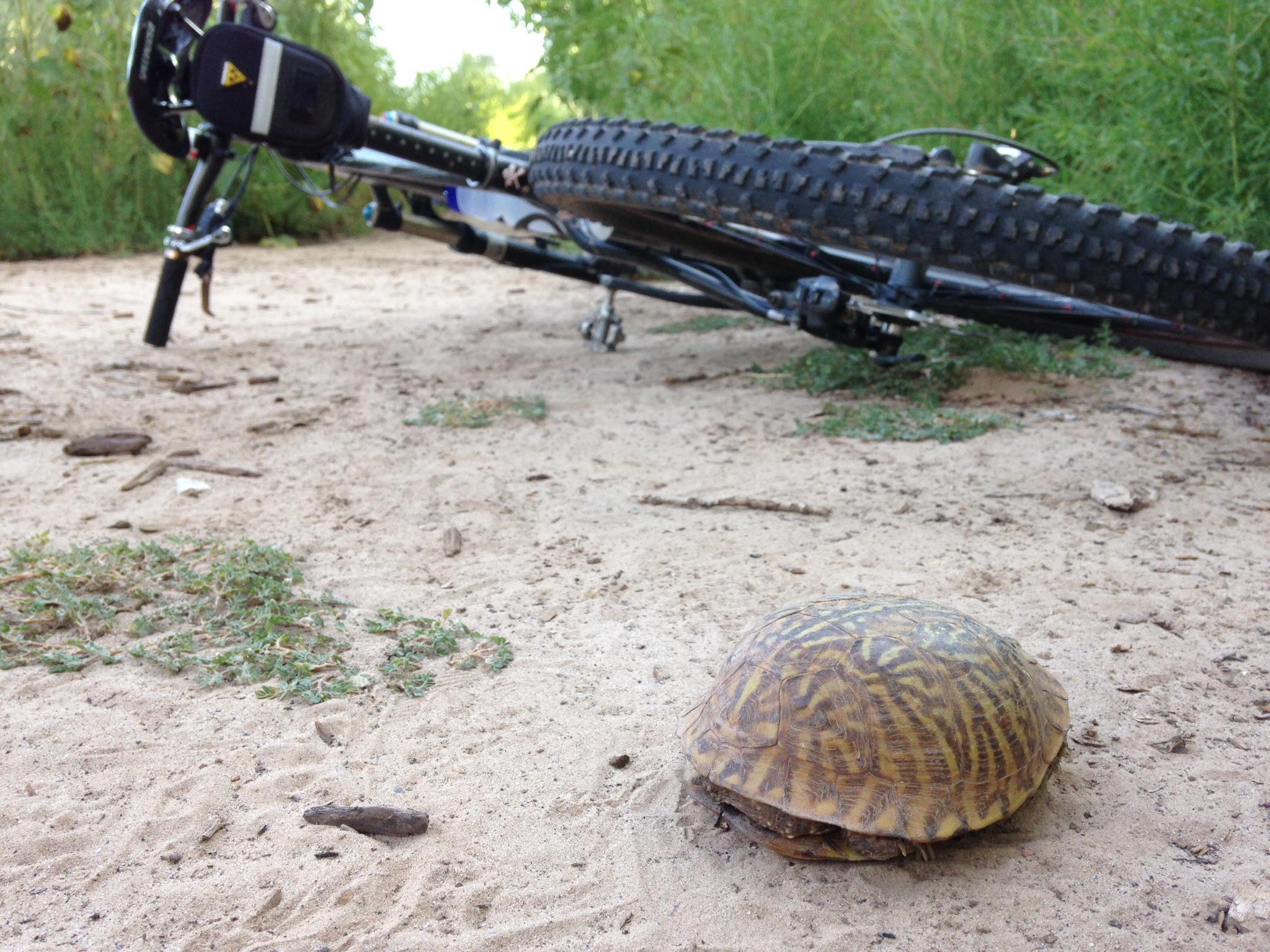 A turtle resting on a sandy trail, with a toppled mountain bike in the background surrounded by greenery. Albuquerque Bosque mountain bike trail.