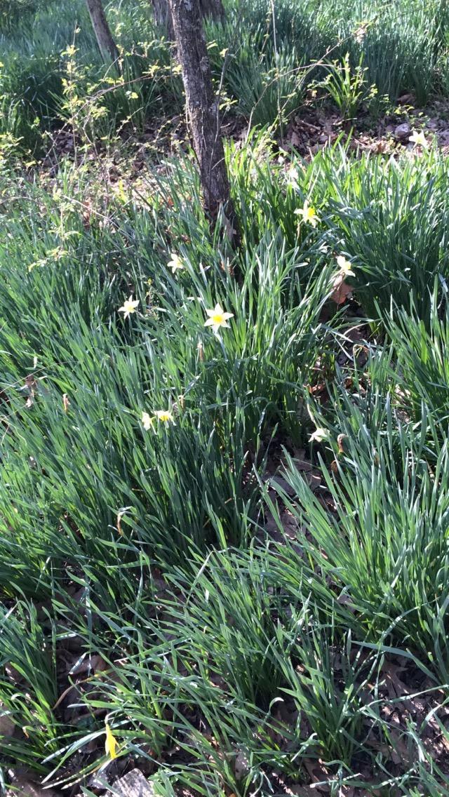 A cluster of yellow daffodils blooming among green grass in a natural setting with a tree in the background. Lost Valley mountain bike trail.