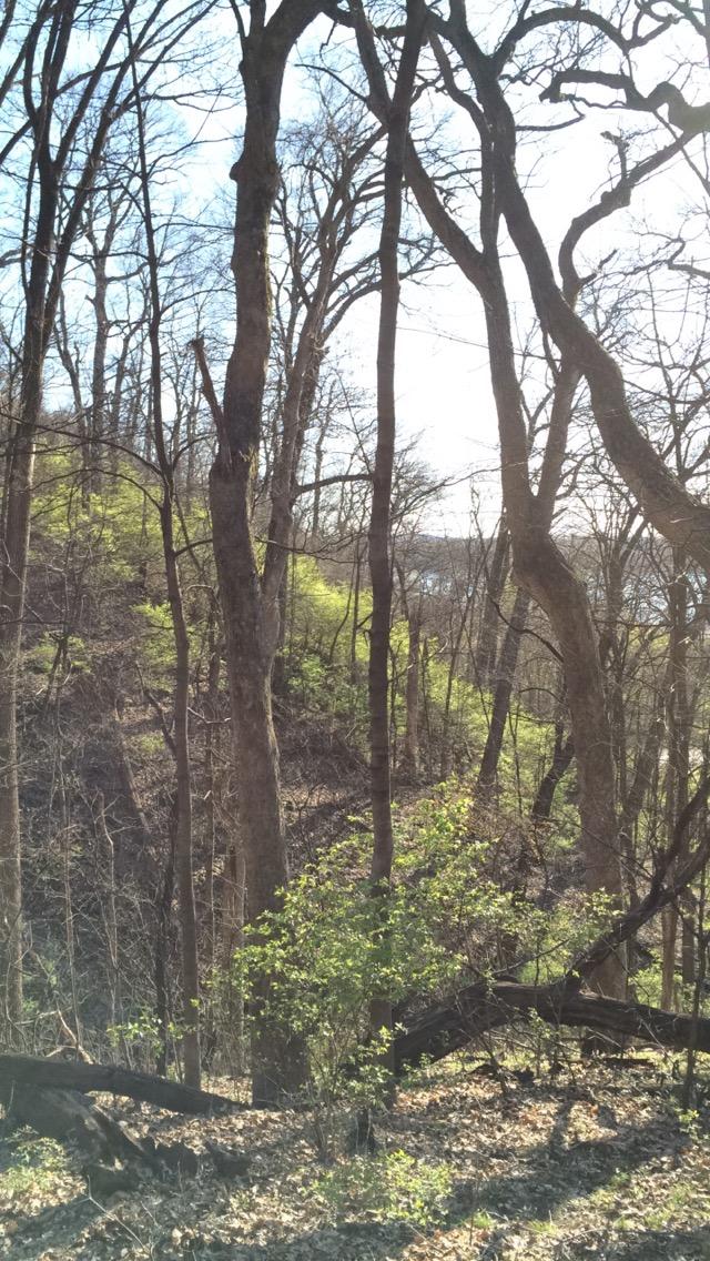 A sunlit forest scene featuring tall, bare trees with sparse foliage and some green underbrush. The background shows a subtle slope leading down to a body of water, with light filtering through the branches, creating a peaceful natural atmosphere. Creve Couer Park mountain bike trail.