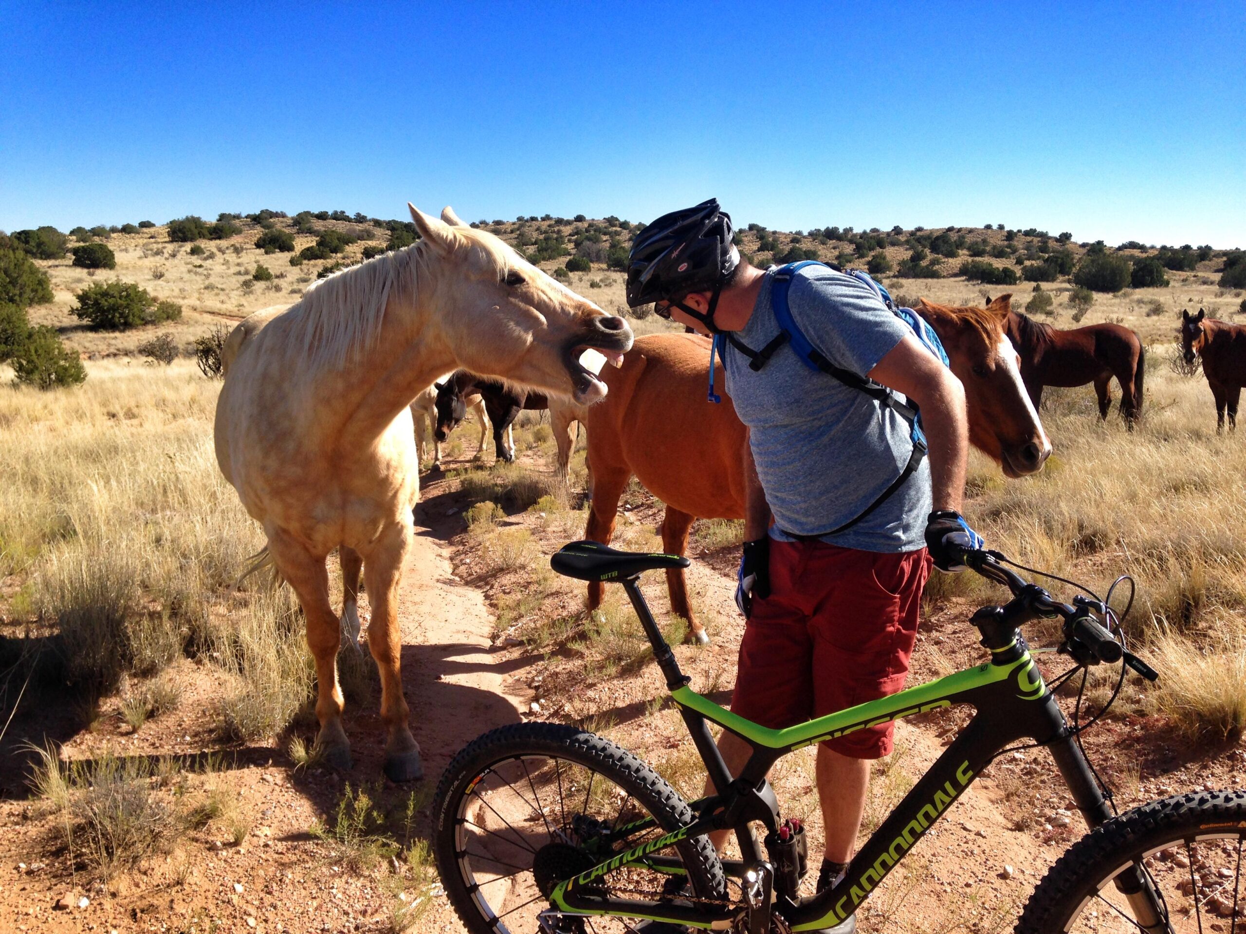 A cyclist on a dirt trail interacts with a white horse while several other horses are grazing nearby in a rural landscape under a clear blue sky. The cyclist, wearing a helmet and casual clothing, appears to be observing the horse curiously.