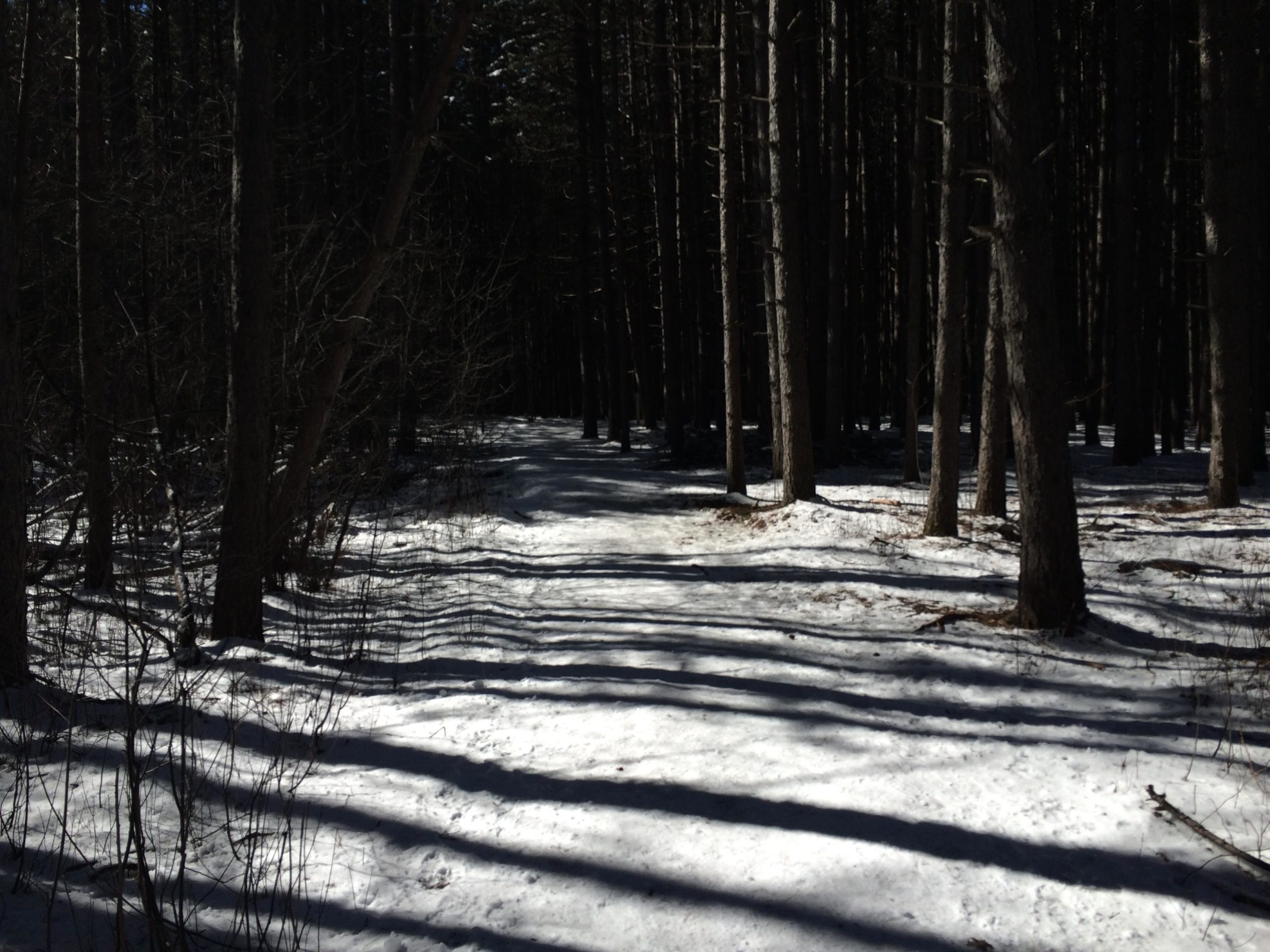 A snow-covered path winding through a forest, with tall trees casting long shadows across the ground. The scene captures a tranquil winter landscape, highlighting the contrast between the bright white snow and the dark trunks of the trees. Hartley Park mountain bike trail.