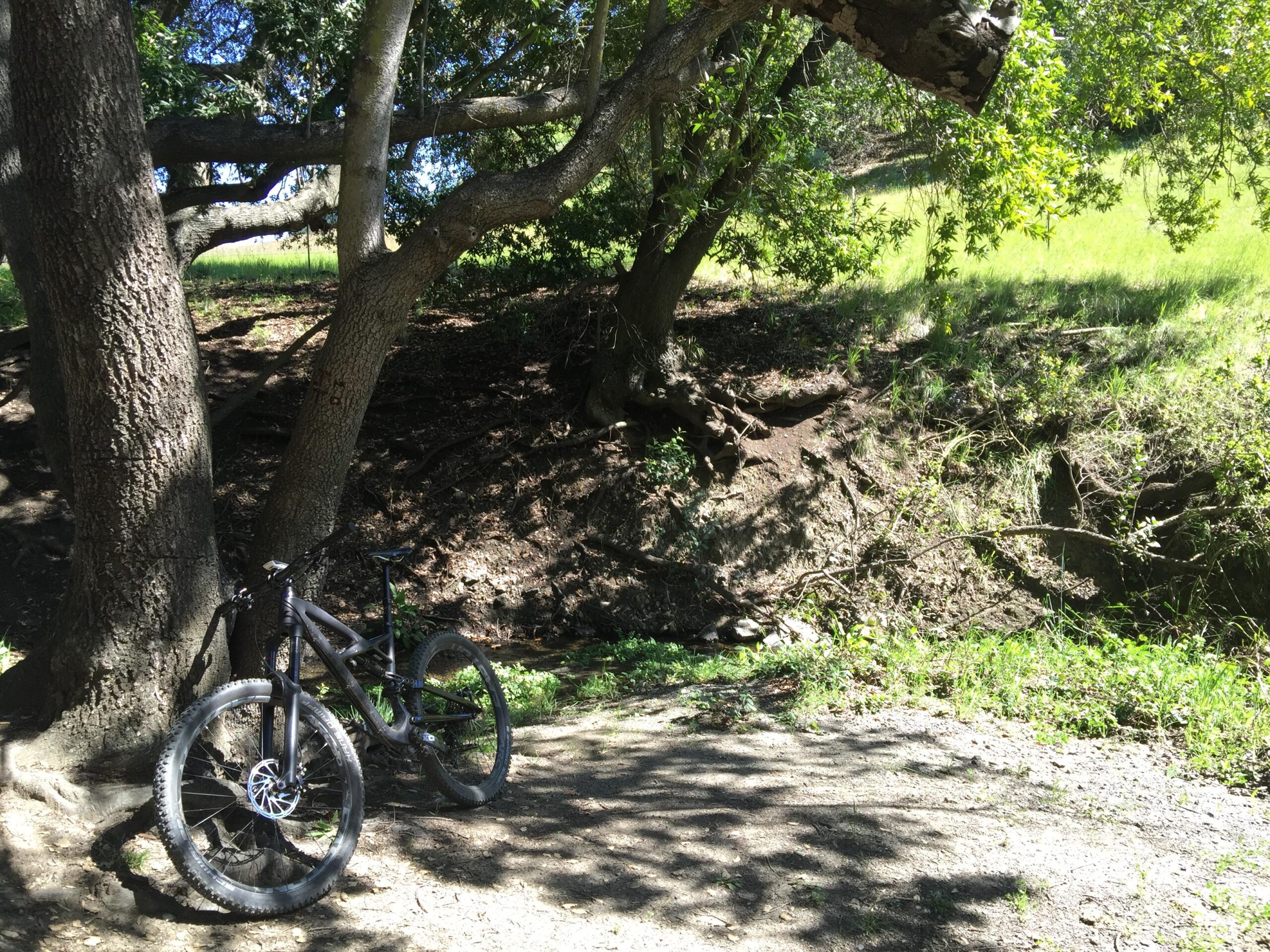 Specialized Enduro S-Works 650b: A mountain bike leaning against the trunk of a large tree in a shaded area surrounded by greenery and a dirt path. Sunlight filters through the leaves, illuminating the nearby grass.