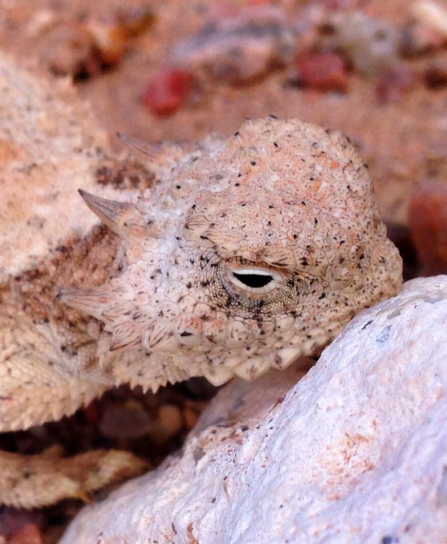 A close-up of a camouflaged lizard resting against a rock, showcasing its textured, sandy-colored skin and pointed features. The lizard's eye is partially open, blending seamlessly with its surroundings of rough terrain and small pebbles. Fenceline Fatbike Trail mountain bike trail.