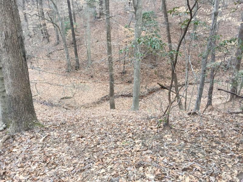 A wooded area featuring bare trees with a carpet of brown leaves covering the ground. The terrain slopes down toward a small, winding creek, surrounded by more trees and underbrush. The atmosphere appears calm and natural, suggesting a serene outdoor environment. Bacon Ridge Natural Area mountain bike trail.