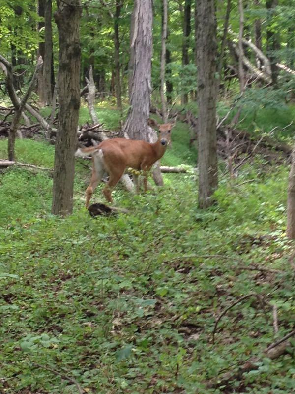 A deer standing in a wooded area, surrounded by trees and lush greenery, turning its head to look back at the viewer. High Rocks mountain bike trail.
