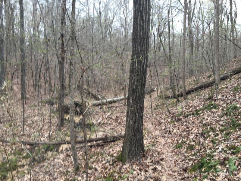 A wooded area featuring tall trees, fallen logs, and a winding path covered in leaves. The landscape is bare with few green leaves visible, indicating early spring or late winter. Clear Creek mountain bike trail.