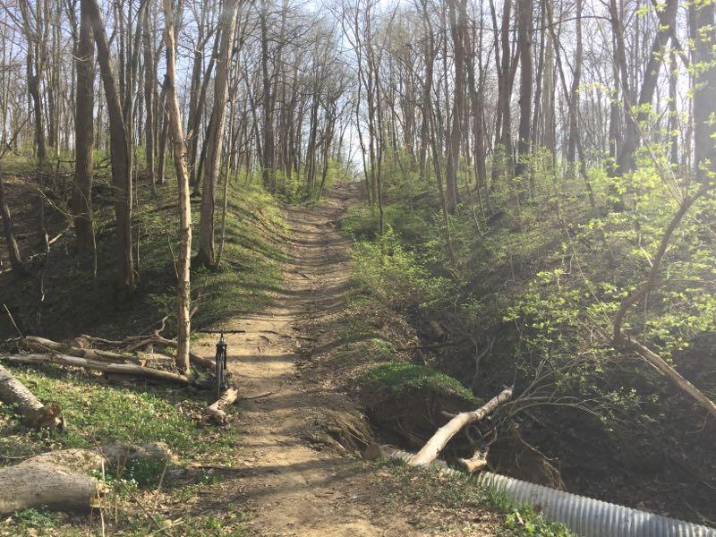 A dirt path winding through a forest, flanked by trees with budding leaves. Sunlight filters through the branches, illuminating the greenery along the trail. Fallen branches are visible on the forest floor, and the path appears lightly worn. Harbin park mountain bike trail.