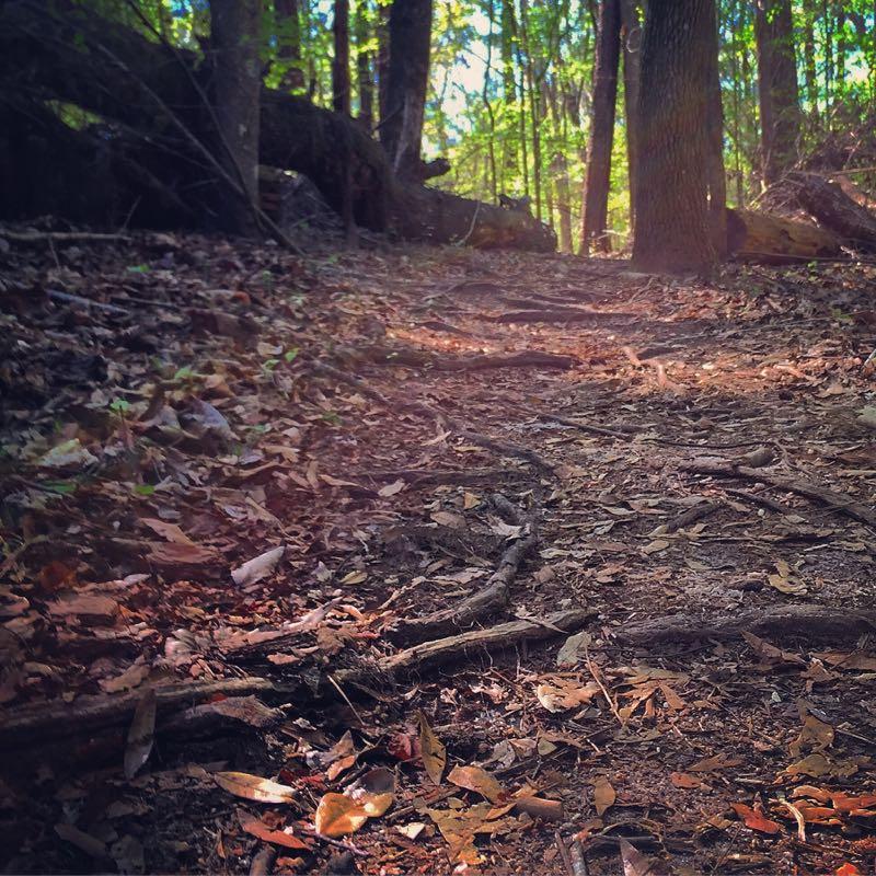 A narrow dirt path winding through a forest, surrounded by trees and scattered leaves, with sunlight filtering through the foliage. San Felasco Hammock Preserve mountain bike trail.