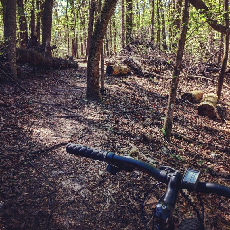 A mountain bike's handlebar is in the foreground, positioned on a dirt path winding through a dense, green forest. Sunlight filters through the canopy, illuminating fallen logs and scattered leaves on the ground, creating a serene outdoor scene. San Felasco Hammock Preserve mountain bike trail.