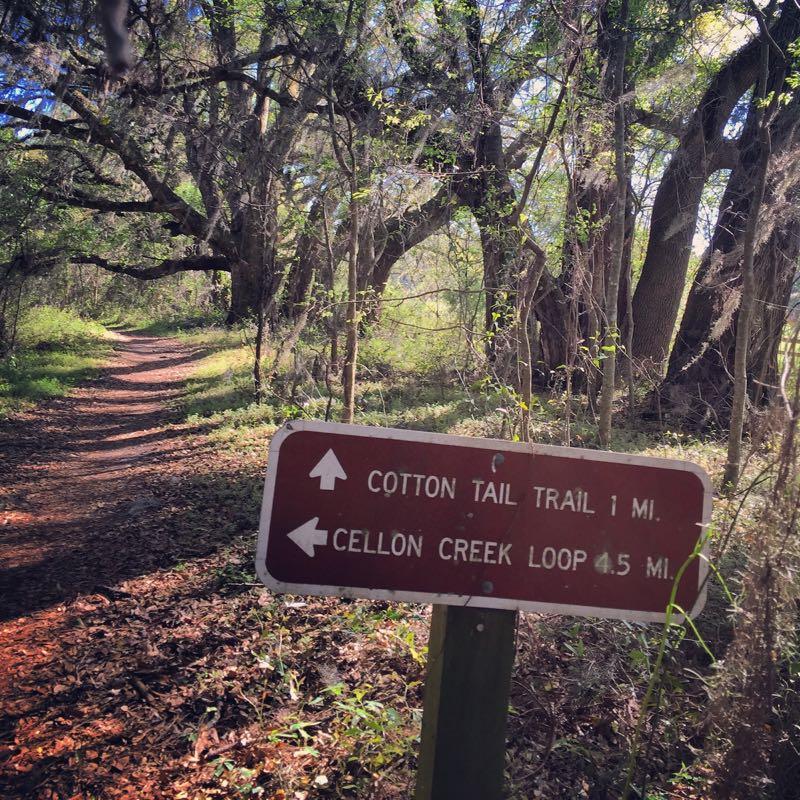 A scenic forest trail with a signpost indicating directions to the Cotton Tail Trail (1 mile) and Cellon Creek Loop (0.5 miles). The path is lined with lush greenery and large trees, creating a serene and inviting atmosphere for hiking. San Felasco Hammock Preserve mountain bike trail.