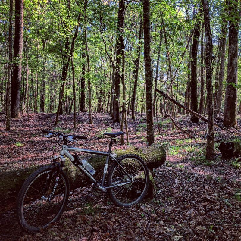 A mountain bike leaning against a fallen tree in a lush green forest, surrounded by tall trees and scattered leaves on the ground. Sunlight filters through the leaves, creating a serene outdoor scene. San Felasco Hammock Preserve mountain bike trail.