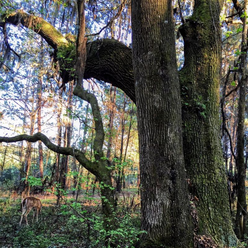 A dense forest scene featuring two large, moss-covered trees with intricate branches. In the background, sunlight filters through the trees, casting a warm glow on the forest floor. A deer is visible in the lower left of the image, calmly grazing among the greenery. San Felasco Hammock Preserve mountain bike trail.
