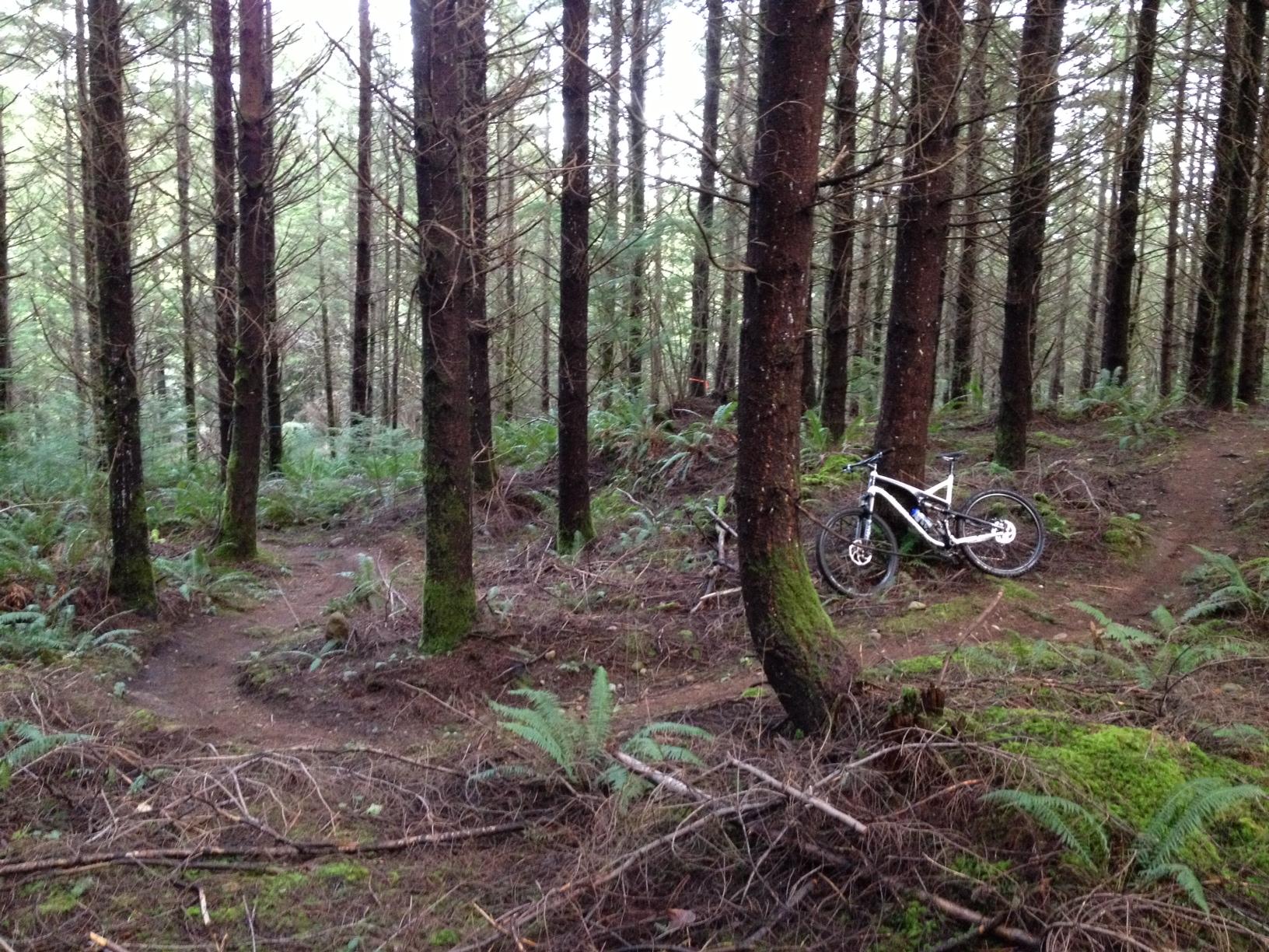 A mountain bike leaning against a tree in a dense forest. The scene features tall trees with slender trunks and a mix of ferns and underbrush on the forest floor. Two winding dirt trails can be seen in the background, creating a sense of depth in the wooded area. Lake Sawyer mountain bike trail.