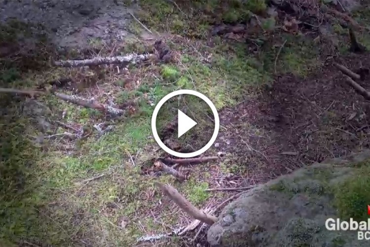 Video showing a forest floor covered with moss and scattered twigs and branches, with a play button overlay in the center. The scene captures a natural setting rich with greenery and textures.