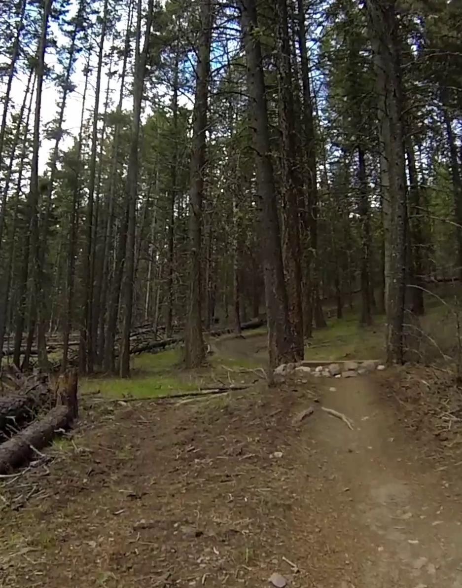 A winding dirt trail through a dense forest of tall pine trees, with sunlight filtering through the branches. The ground is a mix of soil and fallen leaves, and a few large logs are visible beside the path. In the distance, the trail curves, leading deeper into the woodland. Smith Creek mountain bike trail.