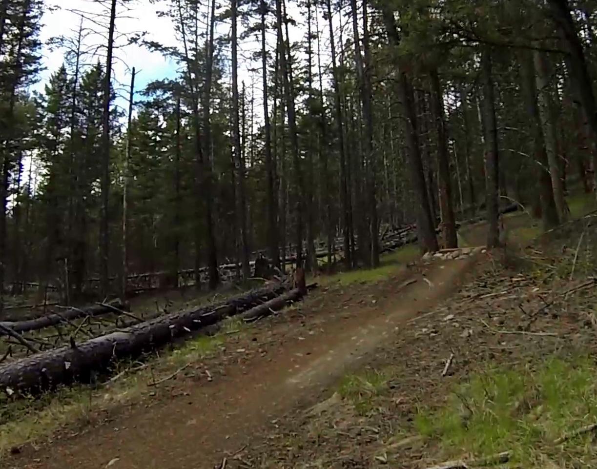 A winding dirt trail through a dense forest of tall pine trees, with fallen logs and lush green grass alongside the path, under a partly cloudy sky. Smith Creek mountain bike trail.