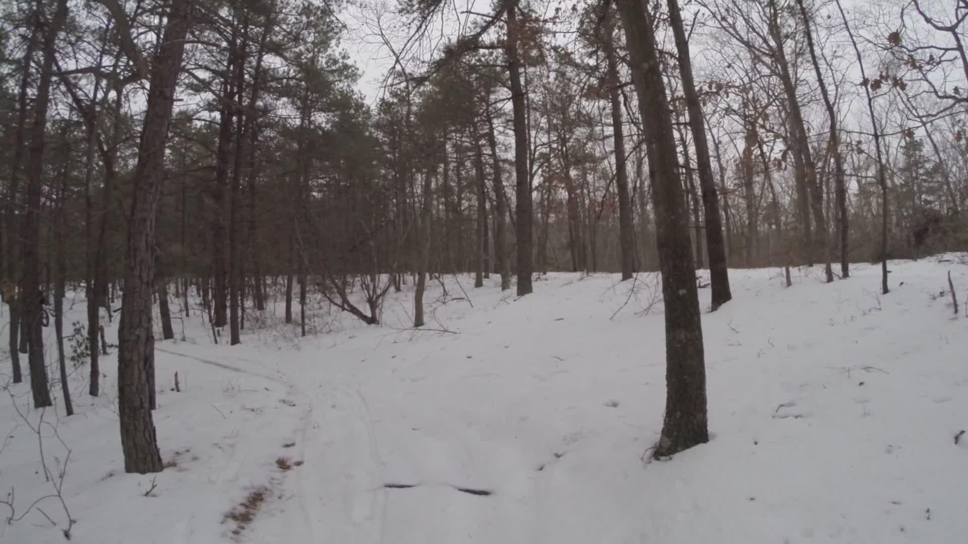 A snow-covered forest scene with tall trees. A winding path made of packed snow is visible, leading into the wooded area. The atmosphere is calm and peaceful, with a gray sky overhead. Branches are bare, while some trees still have a few remaining leaves. Allaire State Park mountain bike trail.