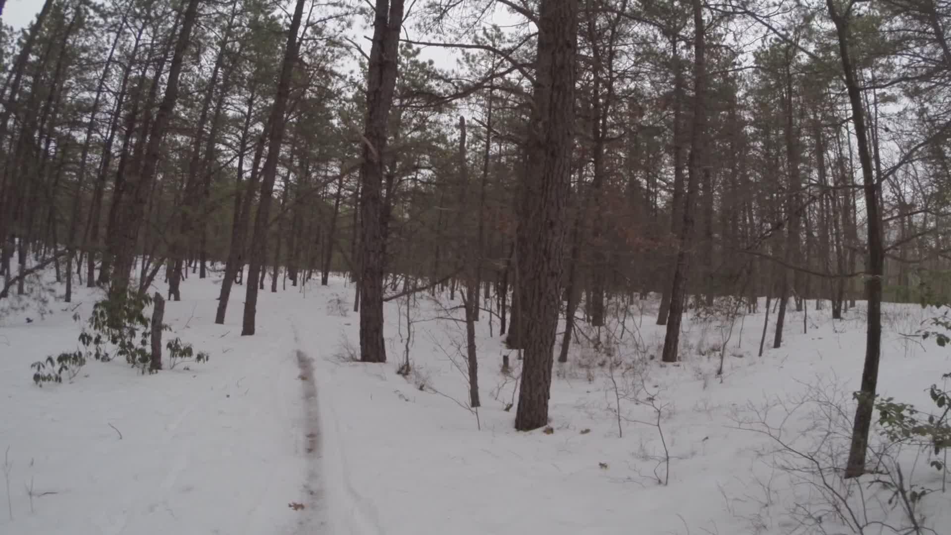 A snowy forest path lined with tall pine trees, with a light dusting of snow covering the ground and branches. The scene is tranquil and overcast, hinting at a chilly winter day. The path winds through the trees, inviting exploration. Allaire State Park mountain bike trail.