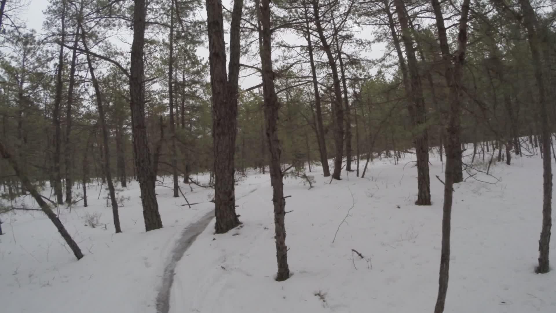 A snowy forest scene featuring tall pine trees. A narrow, winding path covered with snow leads through the trees, surrounded by a tranquil winter landscape under a cloudy sky. Allaire State Park mountain bike trail.