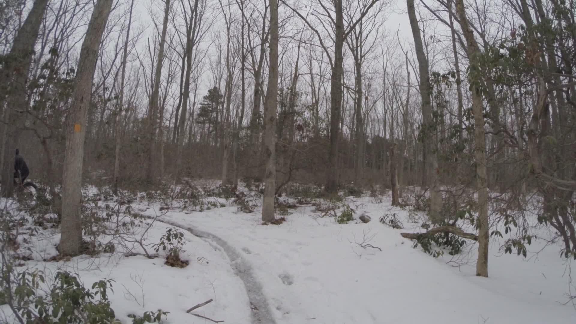 A snow-covered forest path winding through bare trees, with patches of green foliage and fallen branches visible. The scene appears overcast, suggesting a cold winter day. Footprints are visible in the snow along the path. Allaire State Park mountain bike trail.