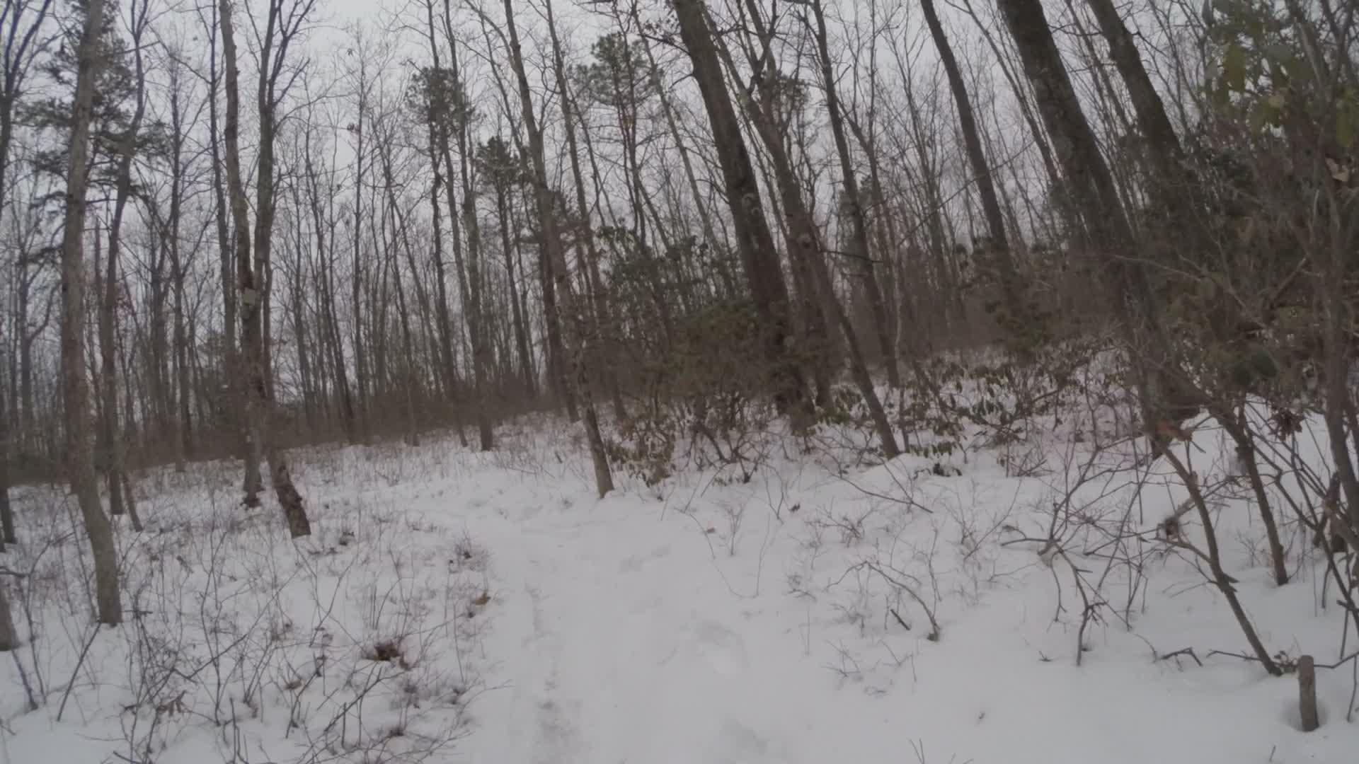 A snowy trail winding through a dense, leafless forest. The ground is covered in snow, and tall trees with bare branches rise in the background under a cloudy sky. Allaire State Park mountain bike trail.
