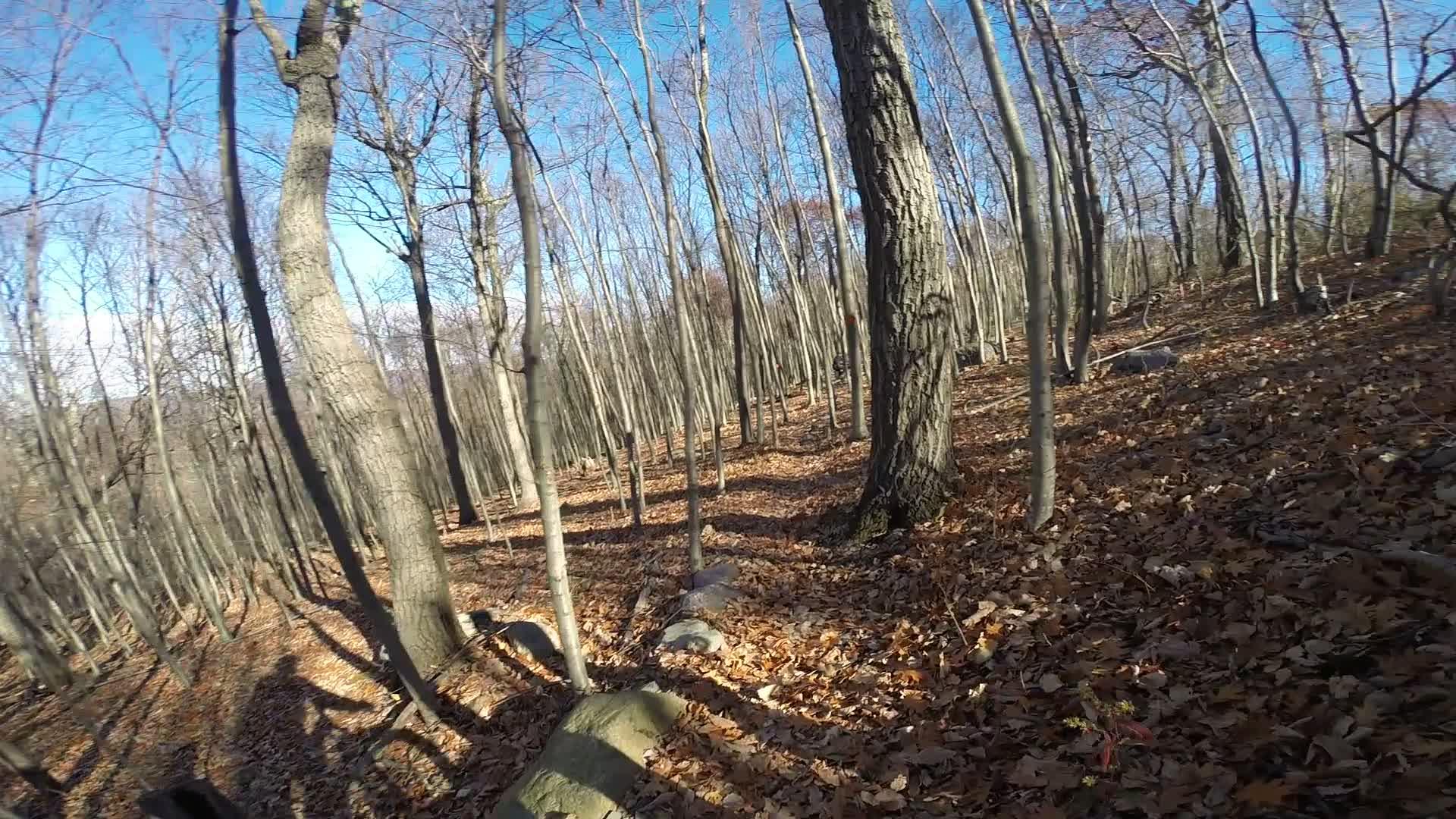 A wooded area with tall, bare trees in late autumn. The ground is covered with fallen leaves, and the sky is clear and blue. Some rocks are visible along the forest floor, creating a natural path through the landscape. Shadows from the trees fall across the ground, adding depth to the scene. Long Pond Ironworks State Park mountain bike trail.